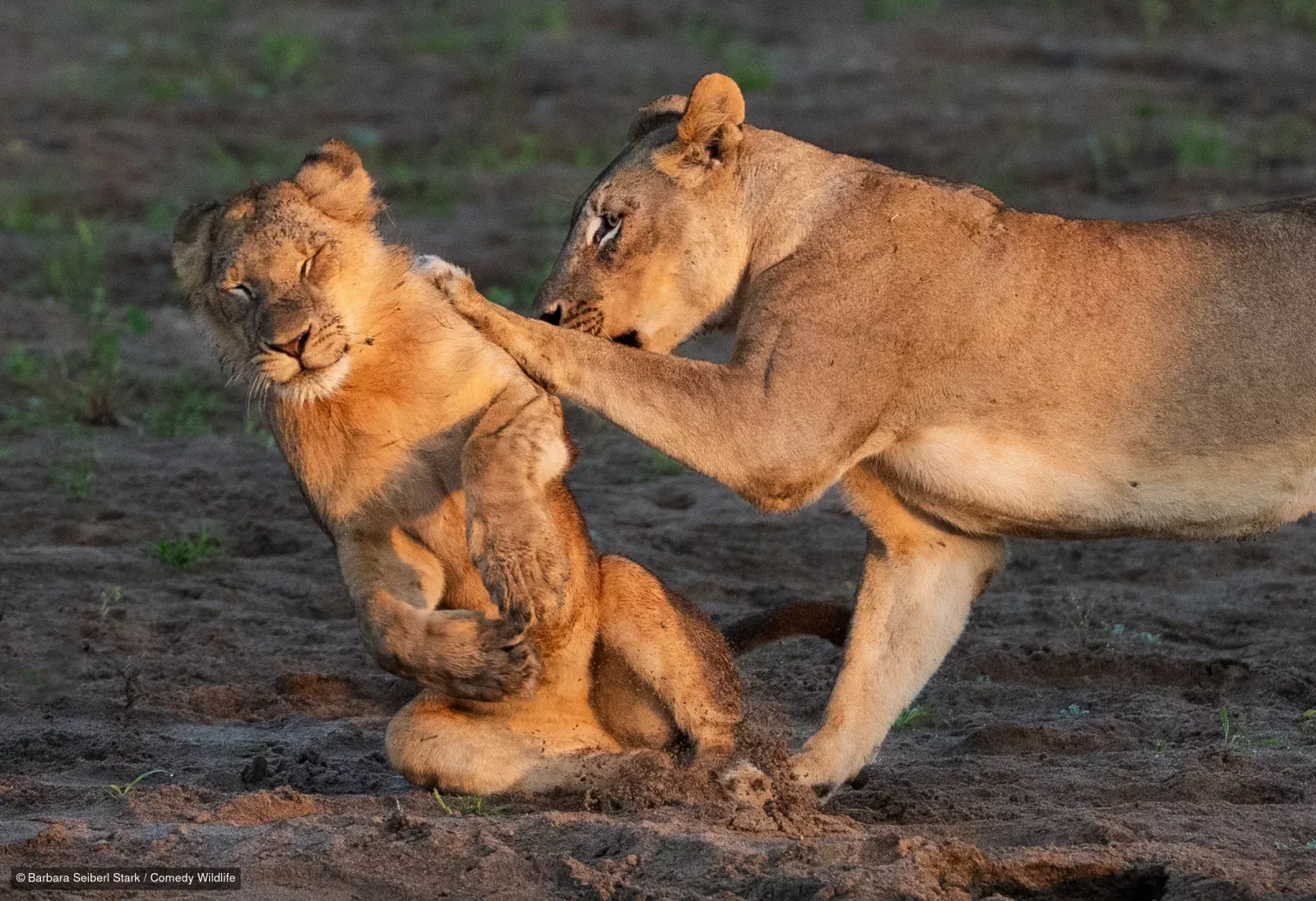 Фото: Nikon Comedy Wildlife Awards 2026
