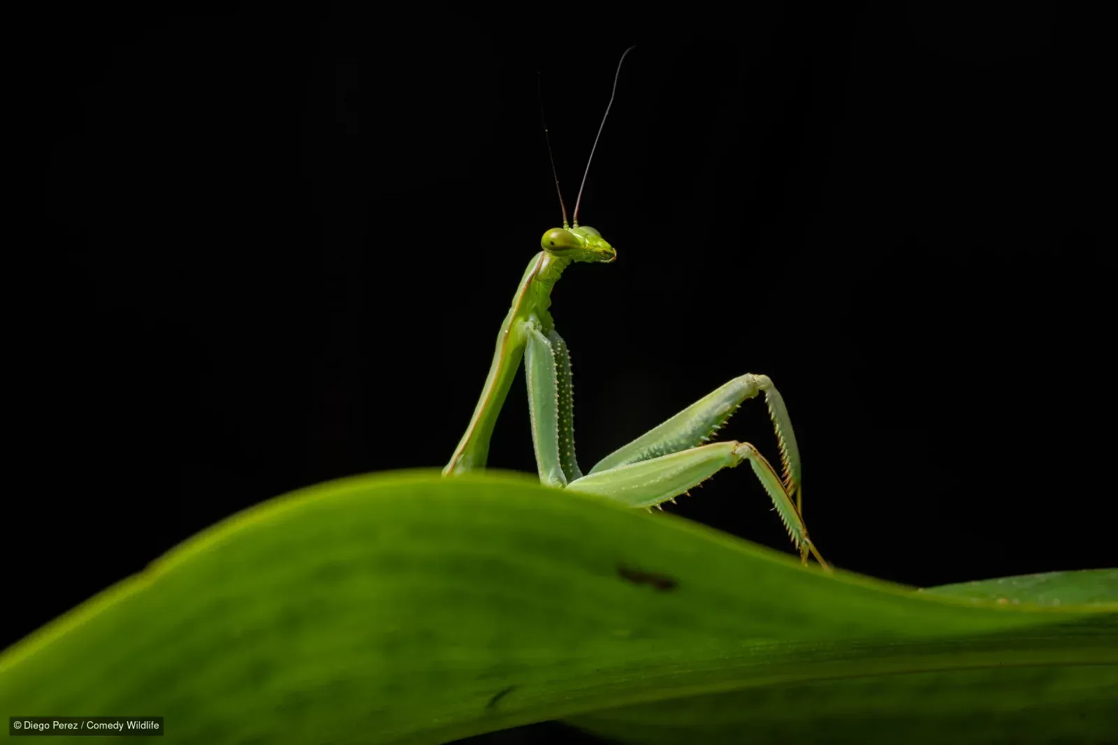 Фото: Nikon Comedy Wildlife Awards 2026