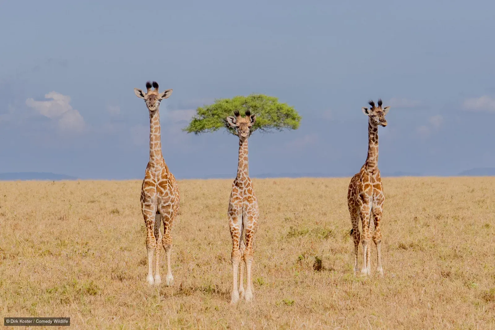 Фото: Nikon Comedy Wildlife Awards 2026