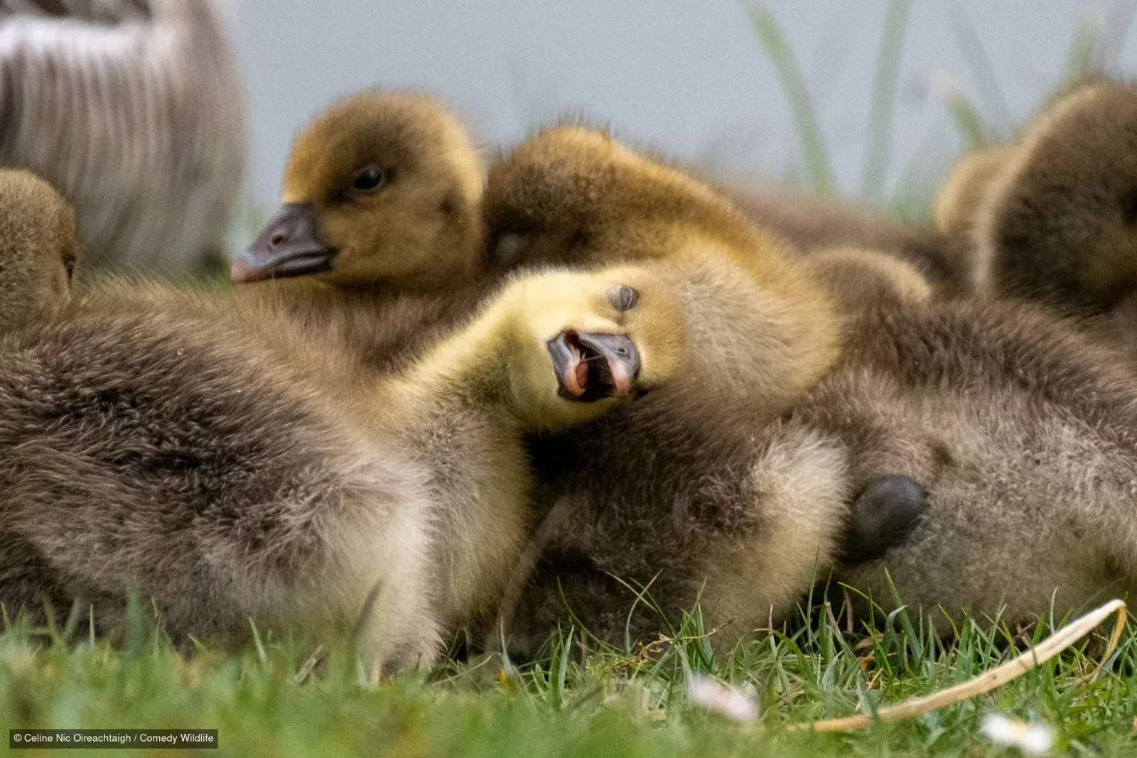 Фото: Nikon Comedy Wildlife Awards 2026