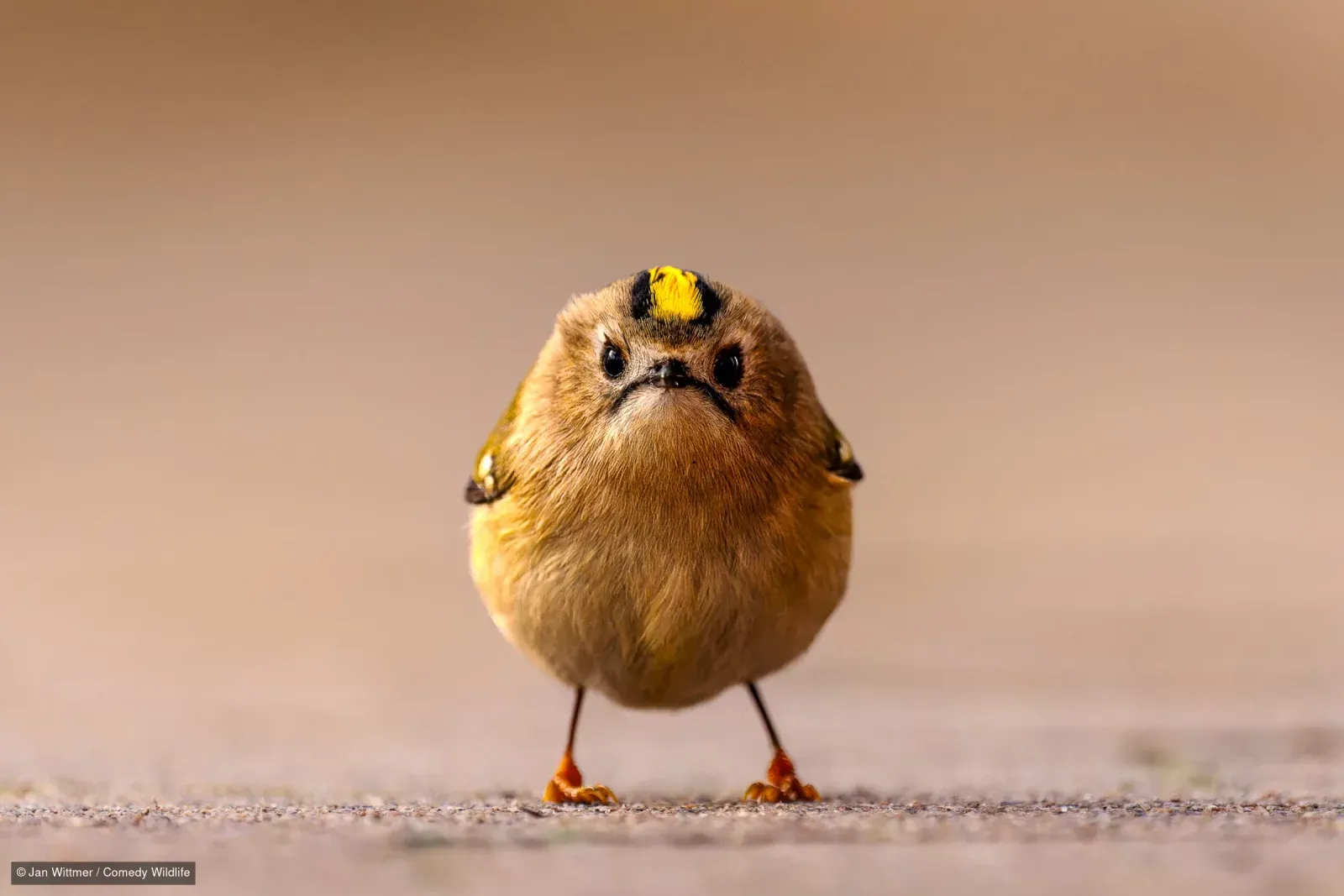 Фото: Nikon Comedy Wildlife Awards 2026