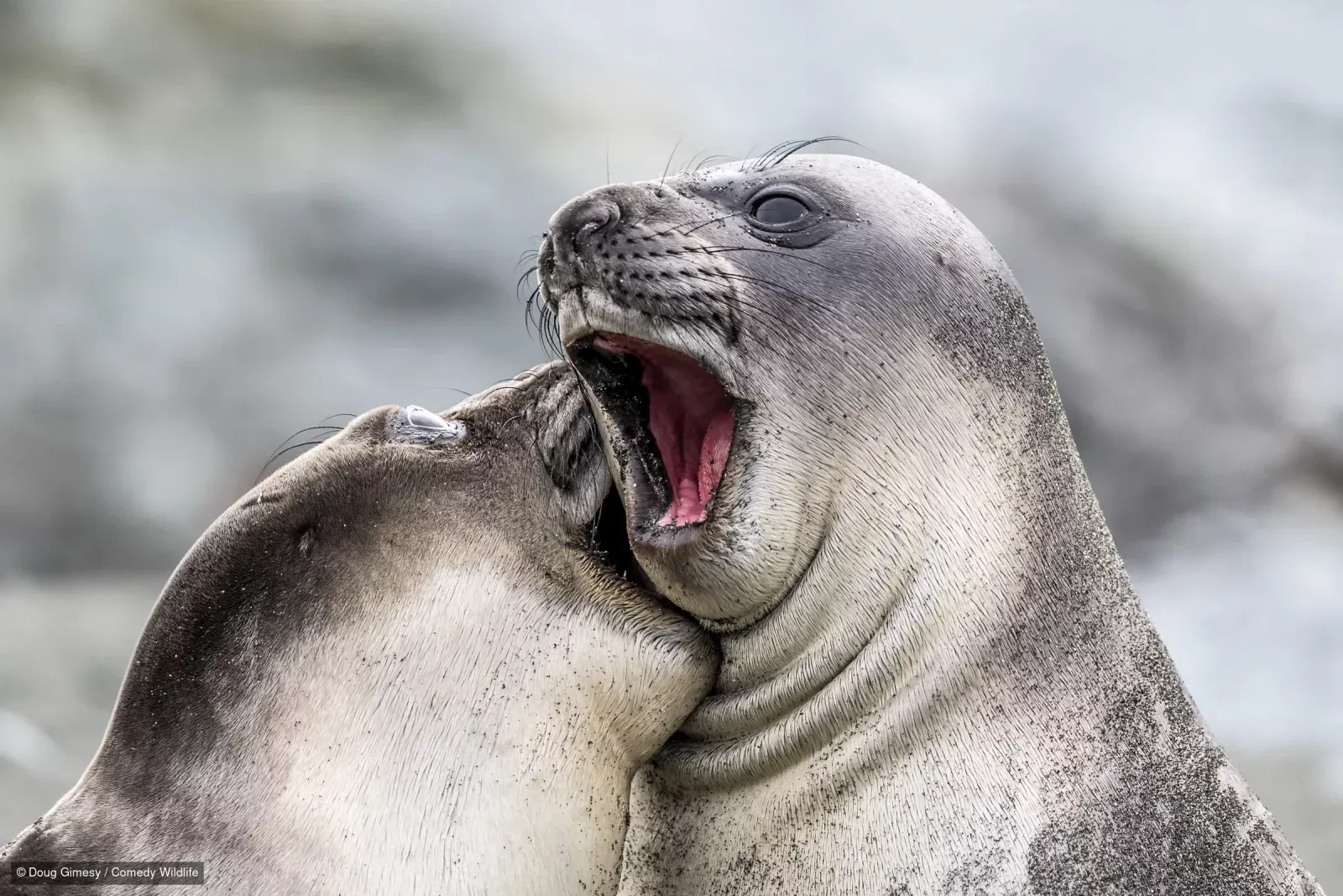 Фото: Nikon Comedy Wildlife Awards 2026