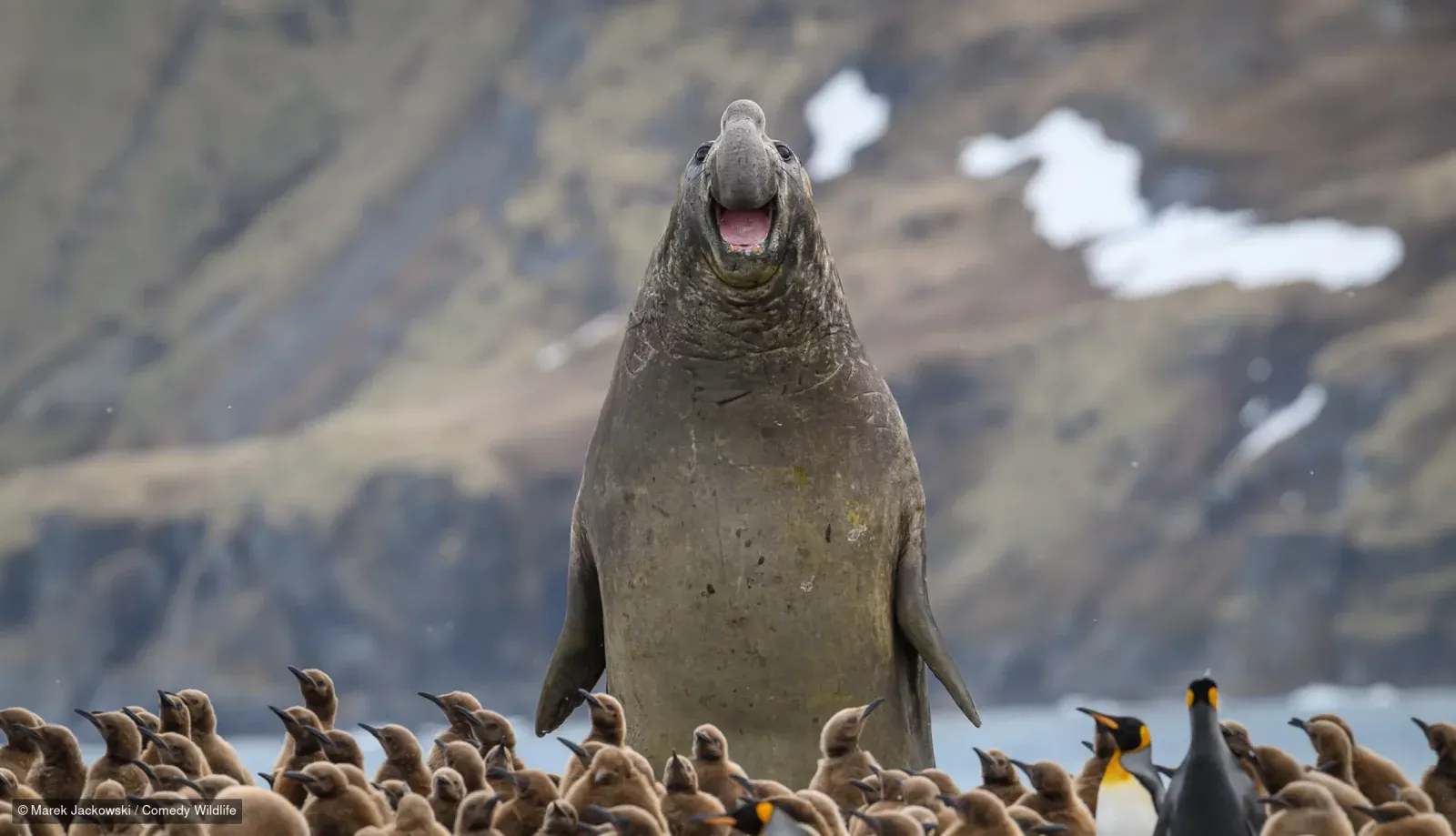 Фото: Nikon Comedy Wildlife Awards 2026