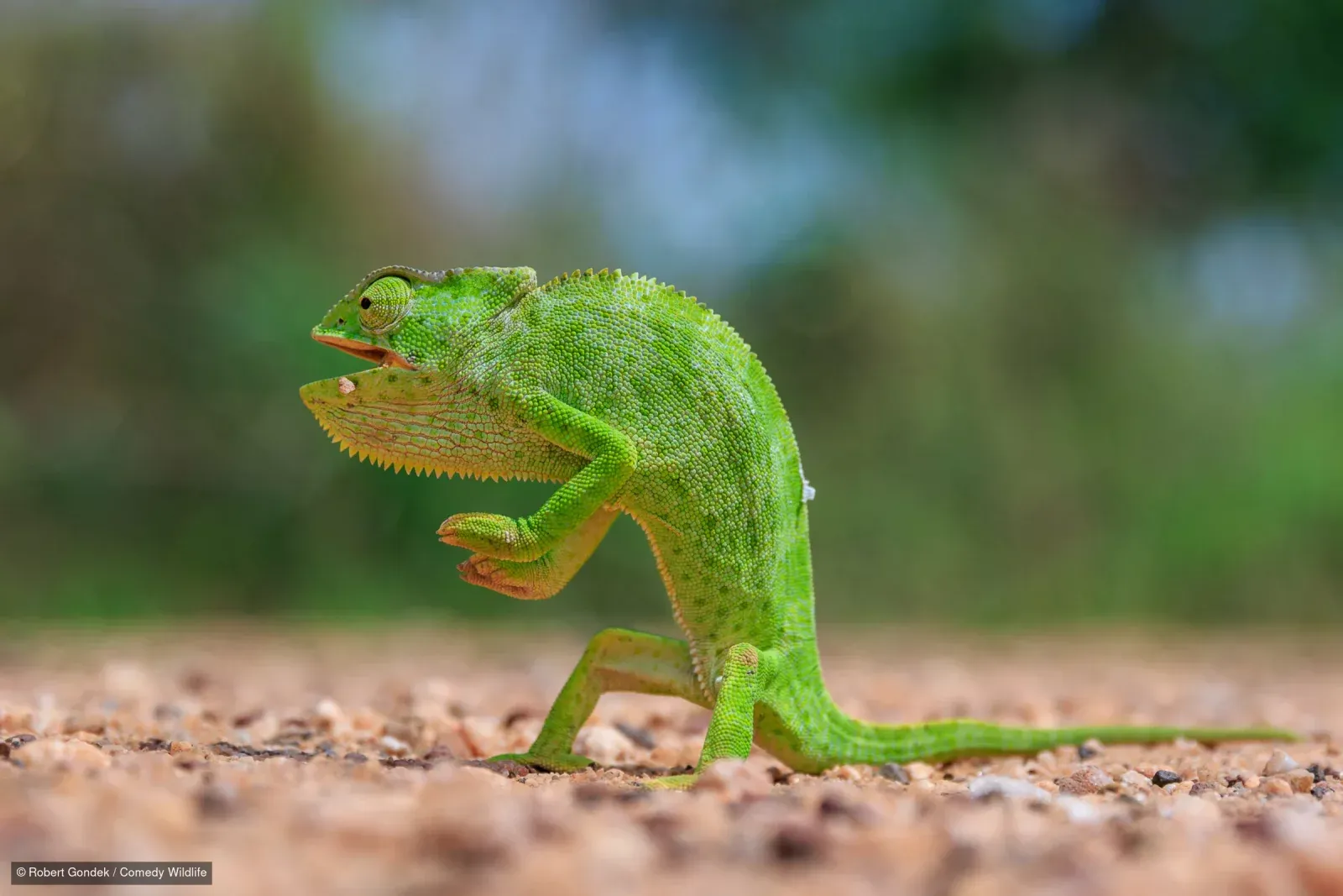Фото: Nikon Comedy Wildlife Awards 2026