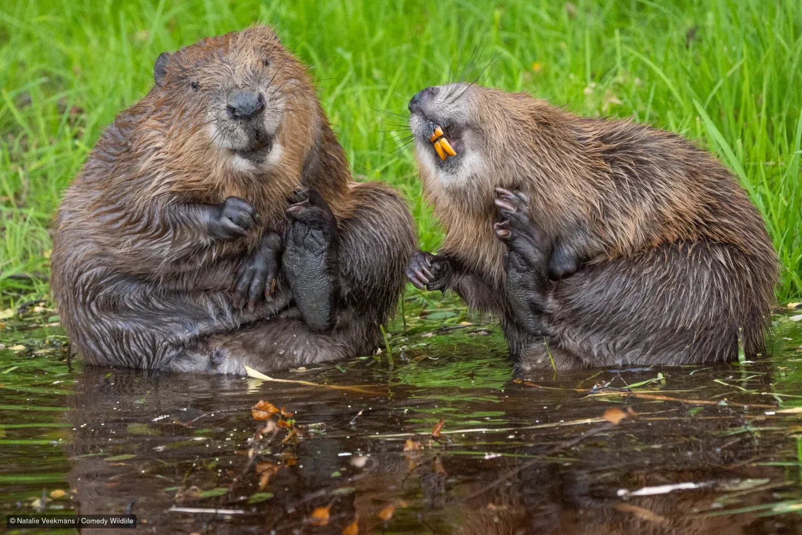 Фото: Nikon Comedy Wildlife Awards 2026