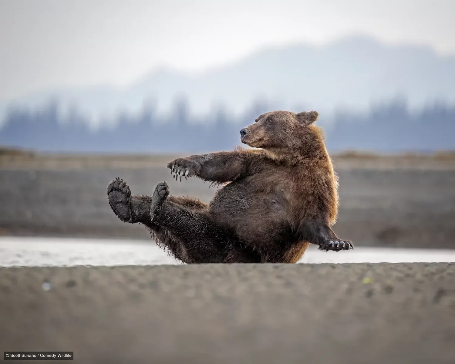 Фото: Nikon Comedy Wildlife Awards 2026