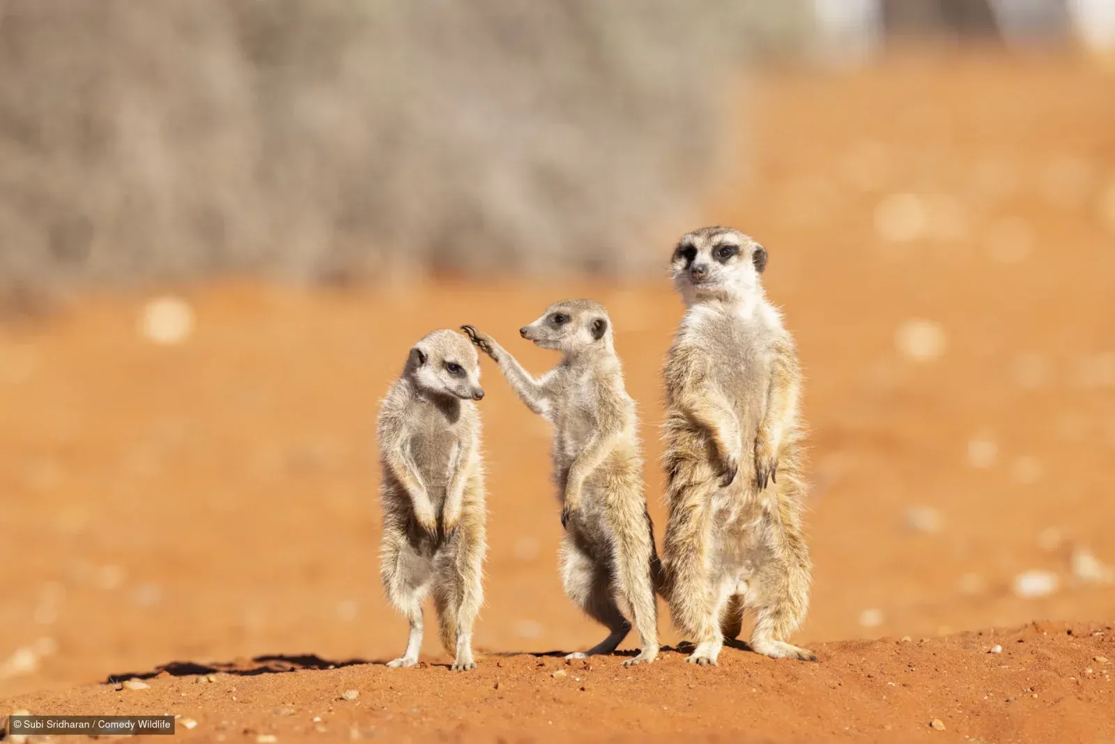 Фото: Nikon Comedy Wildlife Awards 2026