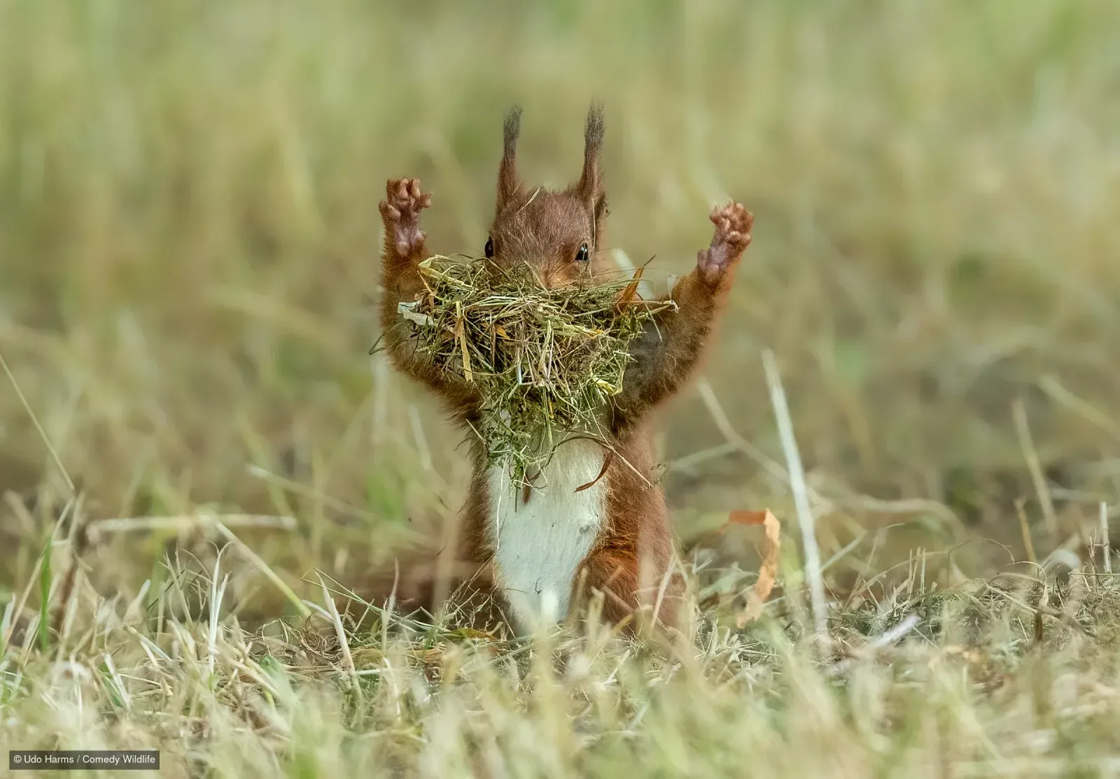 Фото: Nikon Comedy Wildlife Awards 2026