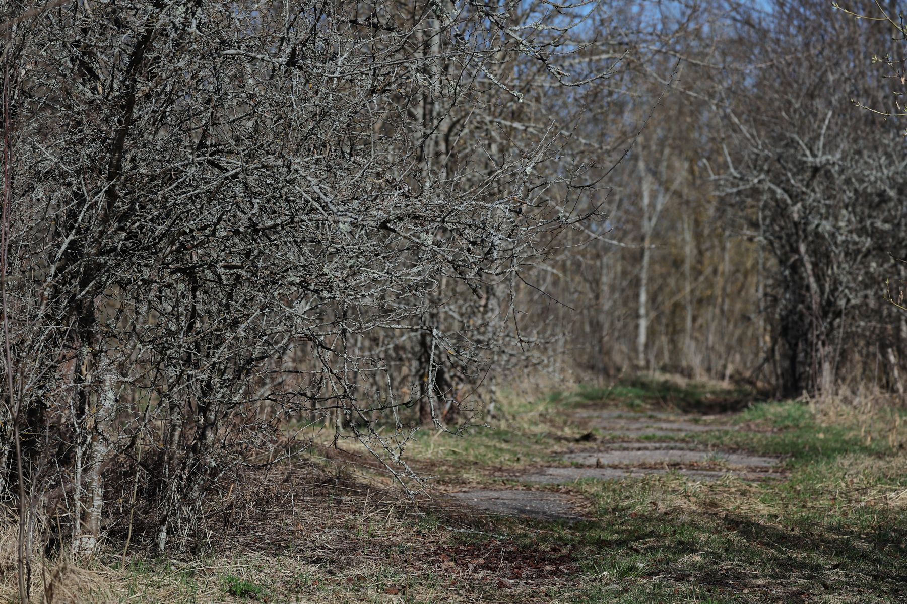 Фото: Алексей Матюшков, Times.by
