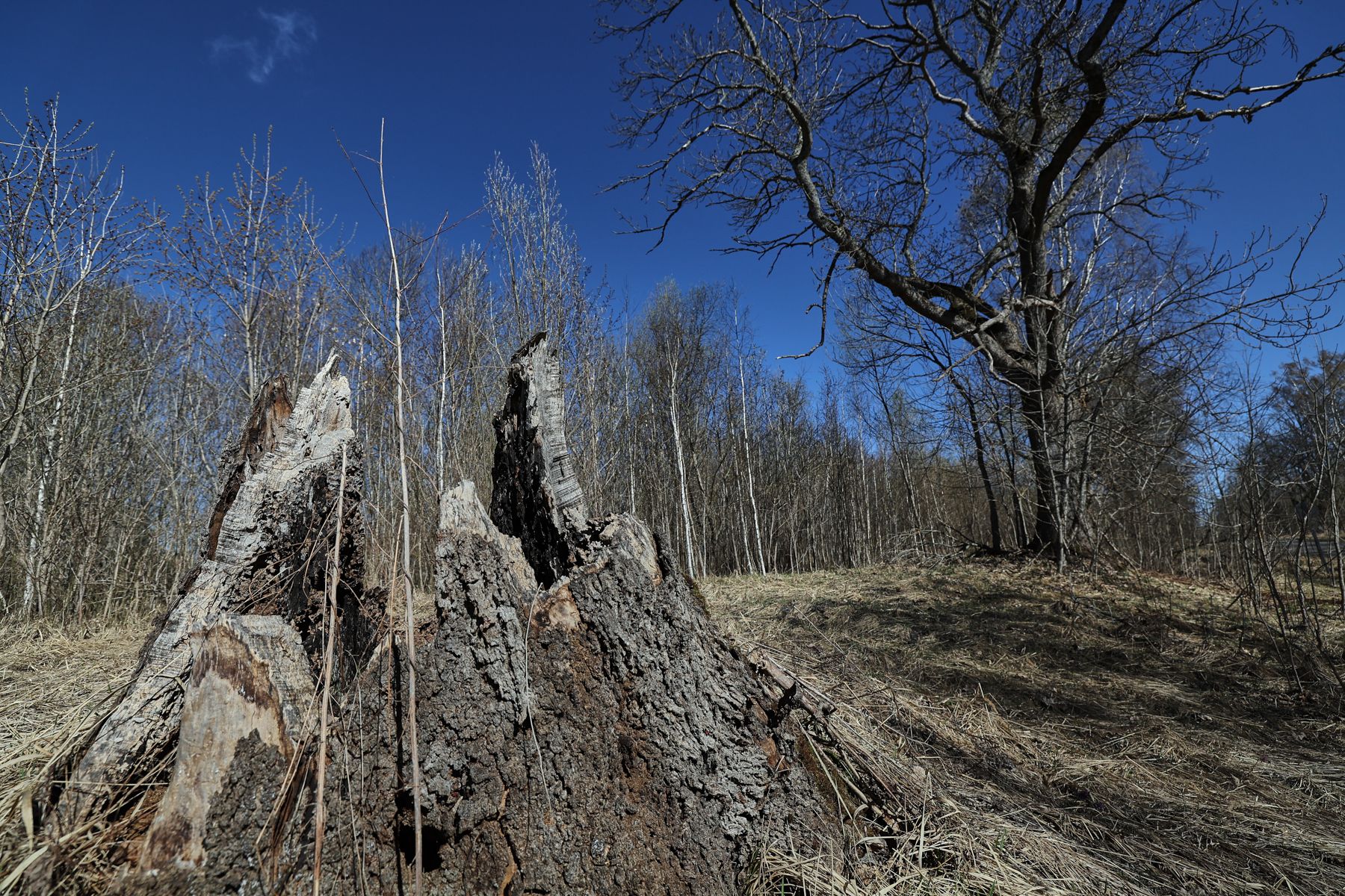 Фото: Алексей Матюшков, Times.by
