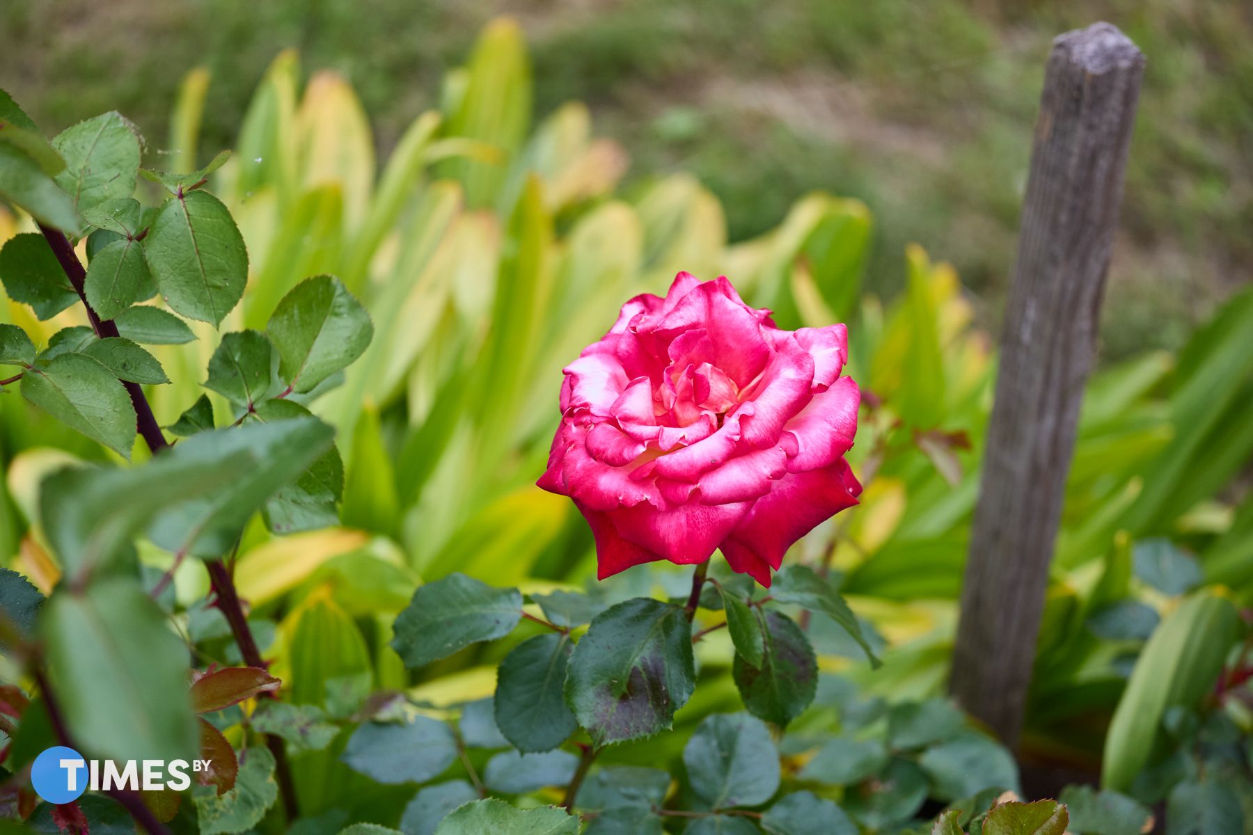 Фото: Алексей Матюшков, Times.by