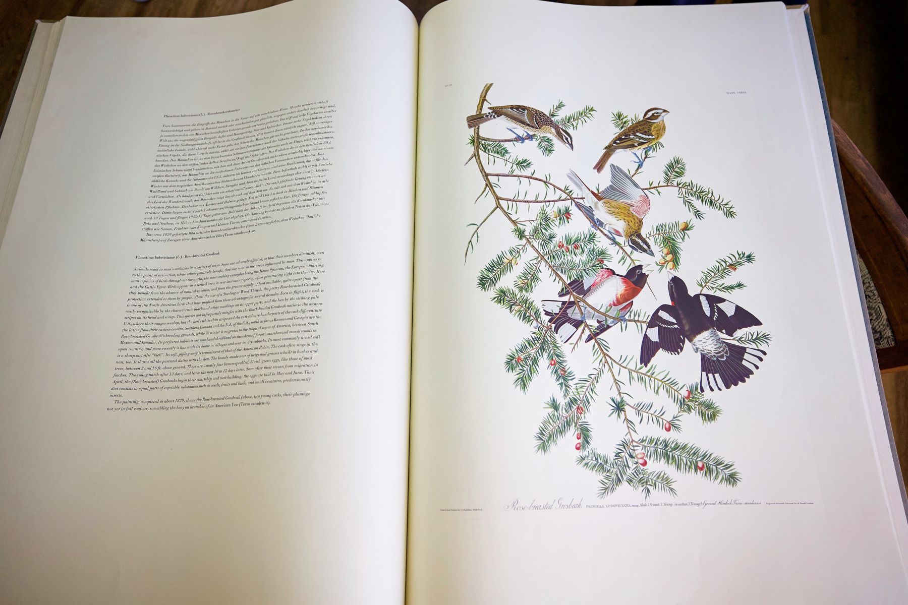 «Birds of America» (Птицы Америки) Джона Джеймса Одюбона