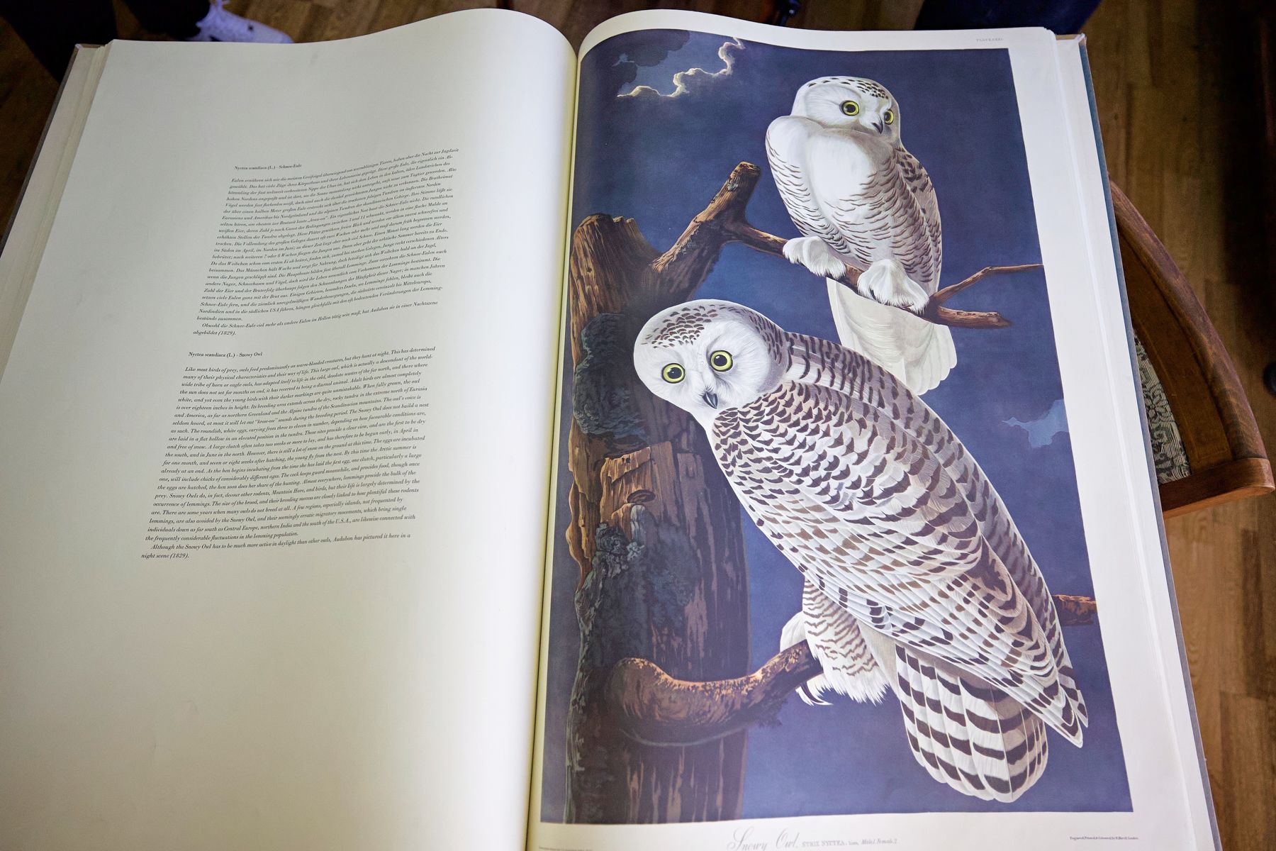 «Birds of America» (Птицы Америки) Джона Джеймса Одюбона