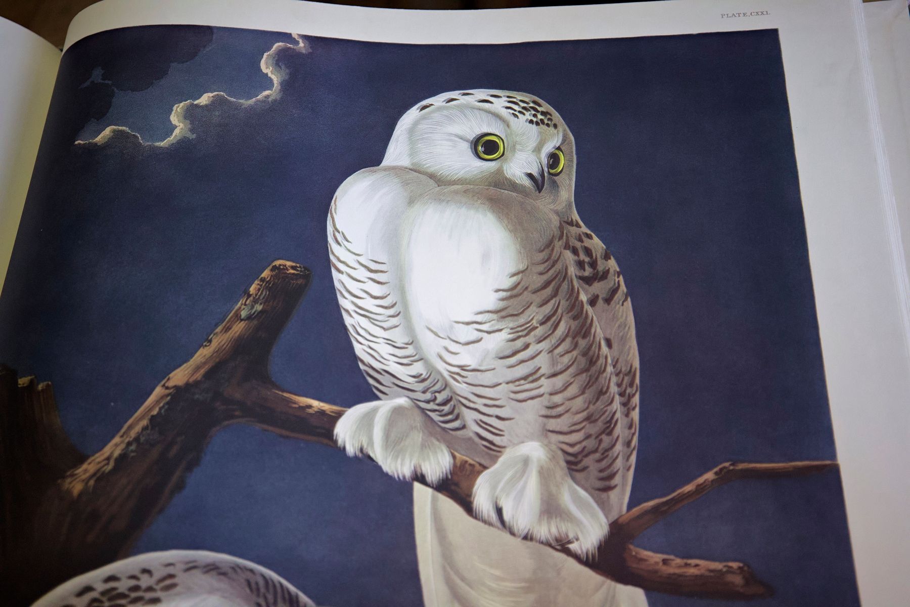 «Birds of America» (Птицы Америки) Джона Джеймса Одюбона