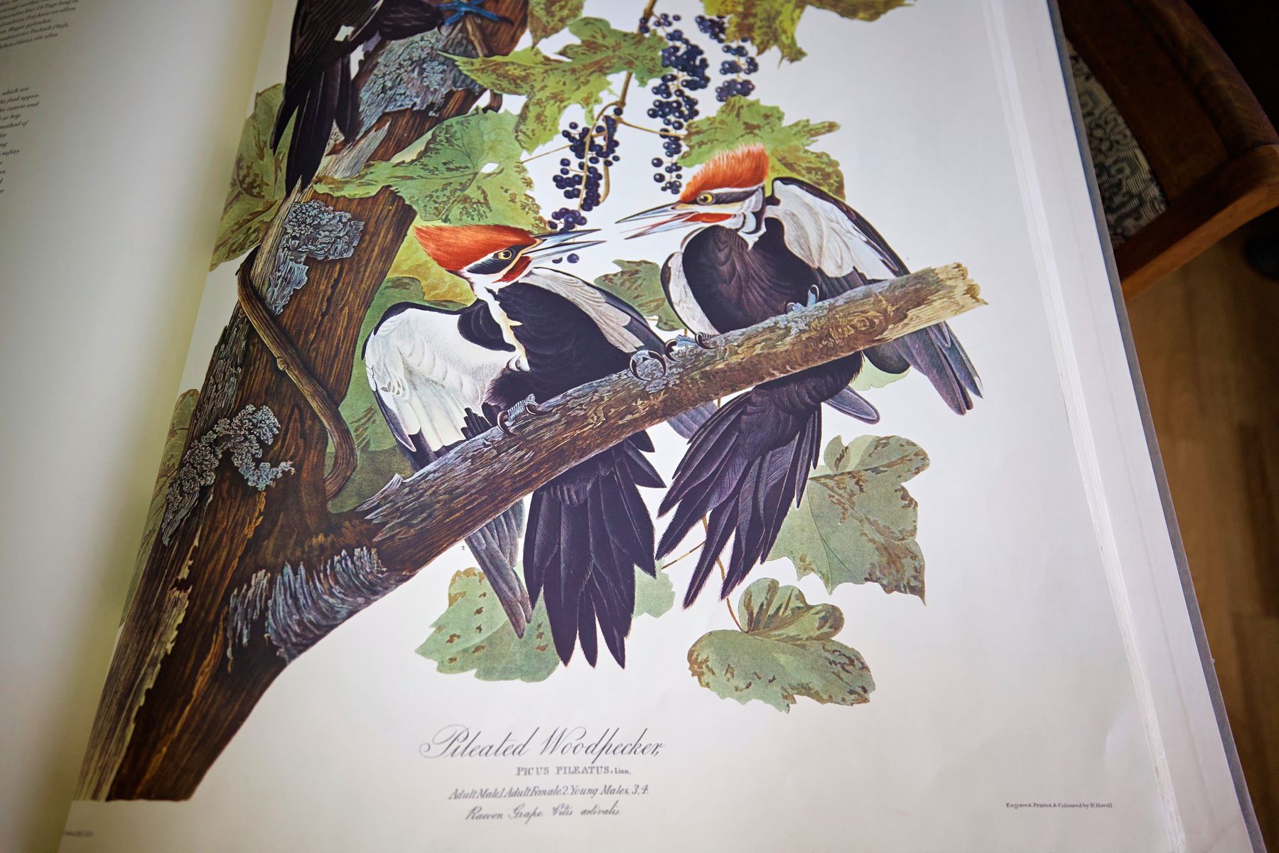 «Birds of America» (Птицы Америки) Джона Джеймса Одюбона