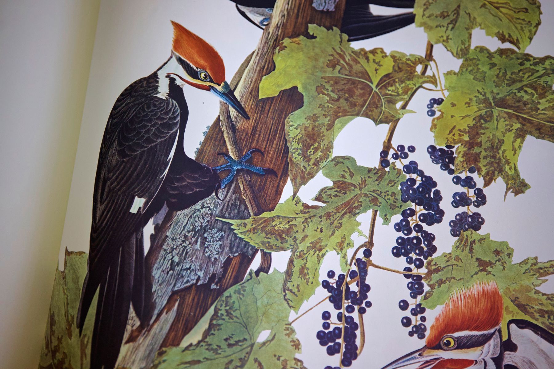 «Birds of America» (Птицы Америки) Джона Джеймса Одюбона