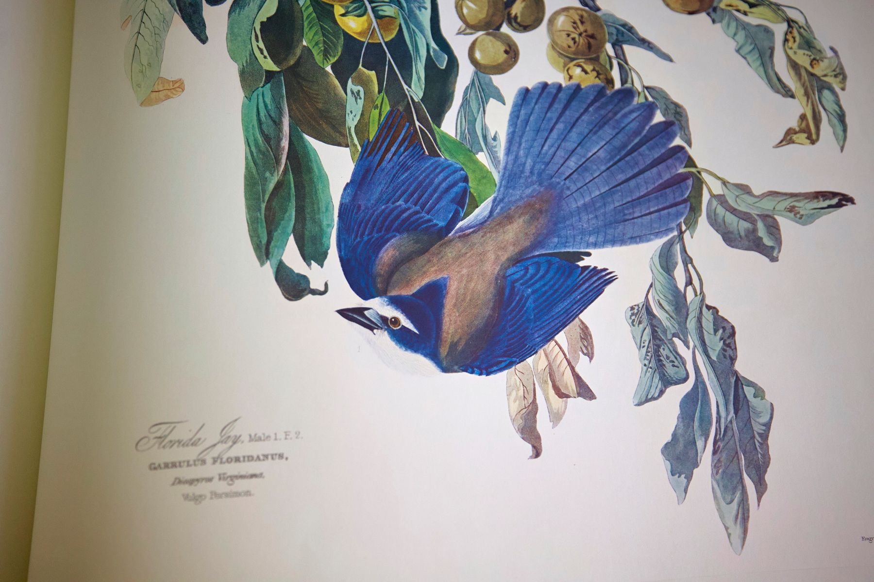 «Birds of America» (Птицы Америки) Джона Джеймса Одюбона