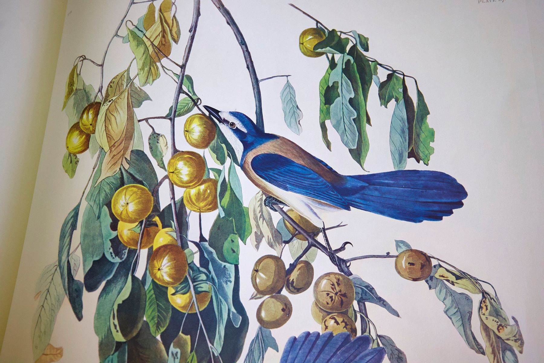«Birds of America» (Птицы Америки) Джона Джеймса Одюбона