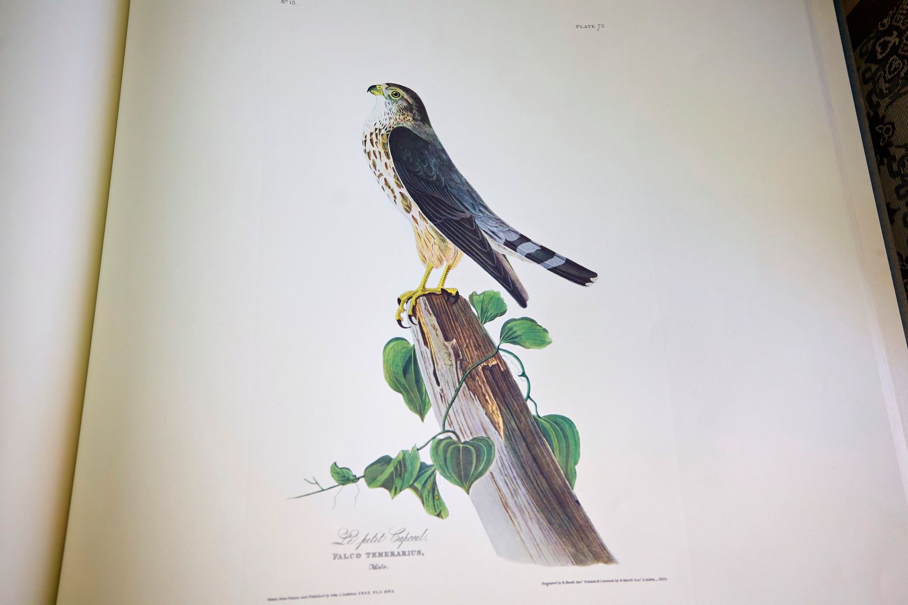 «Birds of America» (Птицы Америки) Джона Джеймса Одюбона