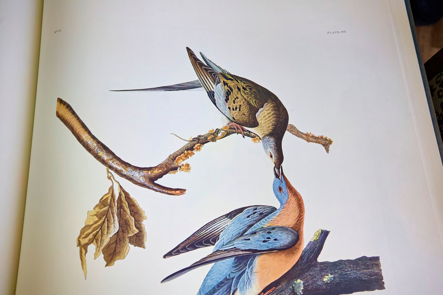«Birds of America» (Птицы Америки) Джона Джеймса Одюбона