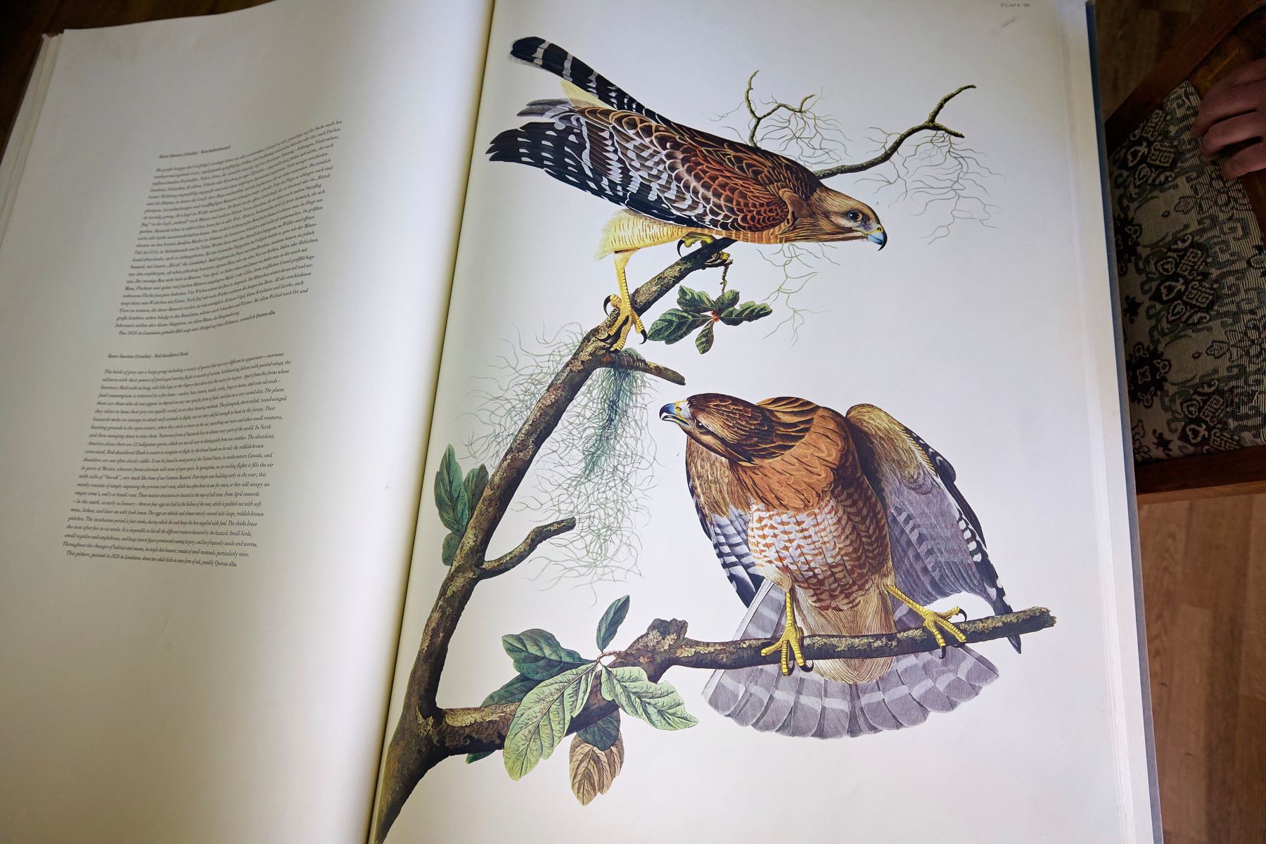 «Birds of America» (Птицы Америки) Джона Джеймса Одюбона