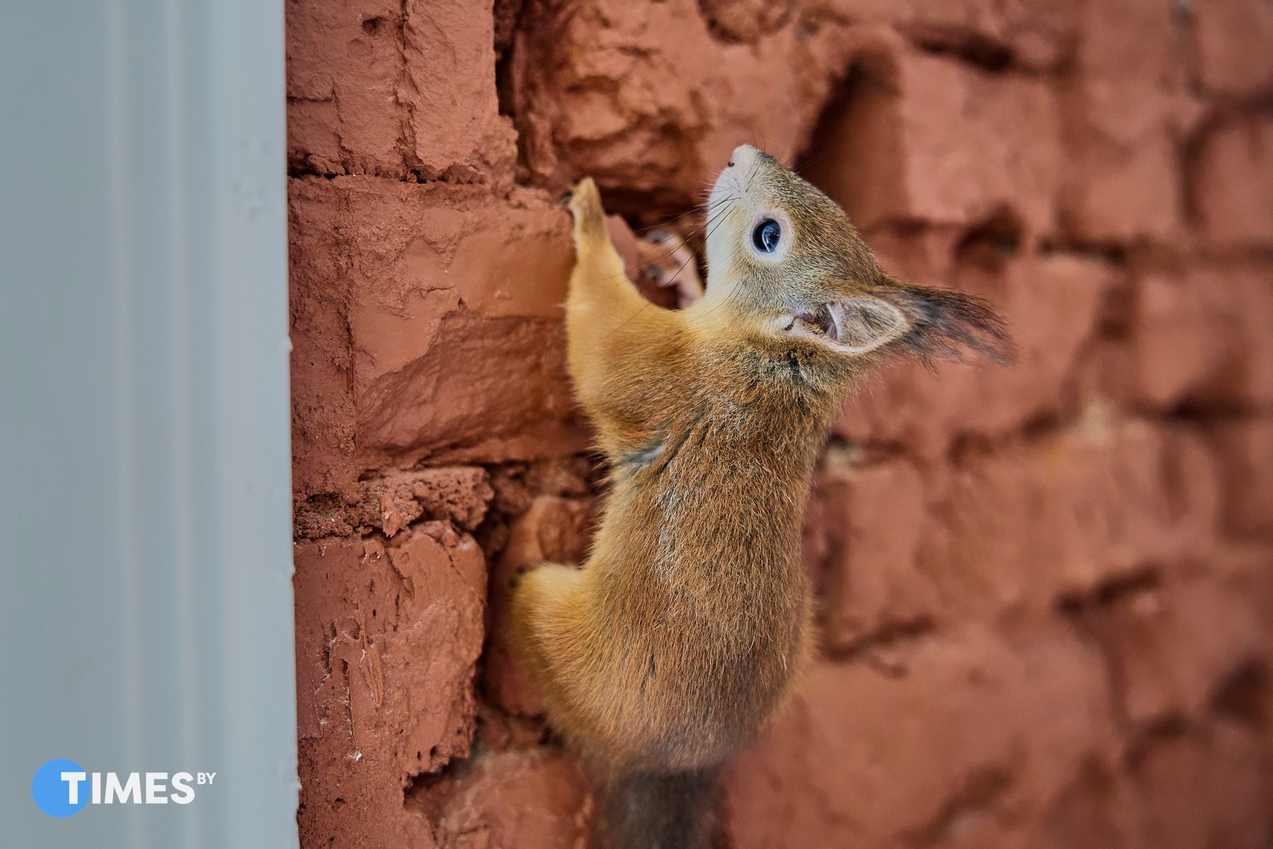 Фото: Алексей Матюшков, Times.by