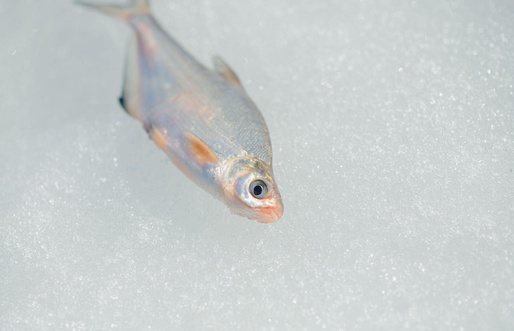 Рыба на льду