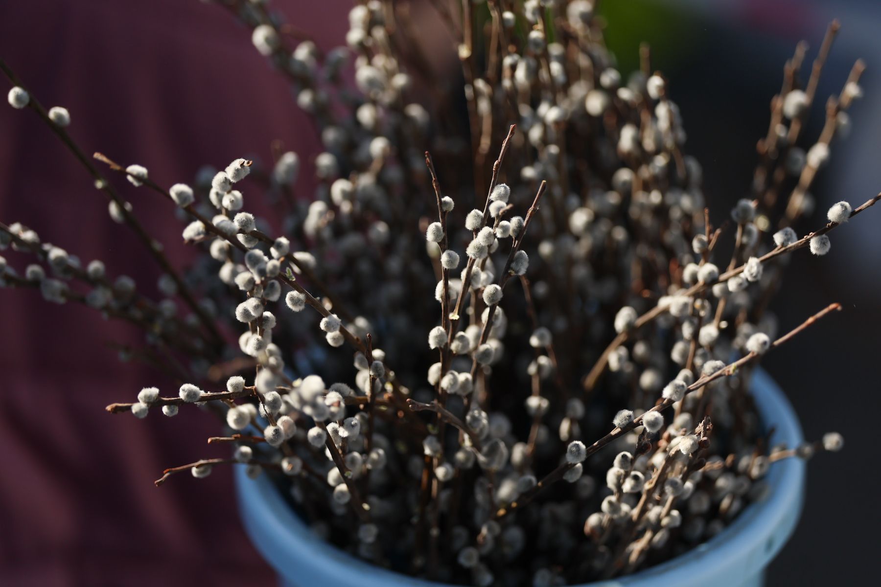 Веточки вербы