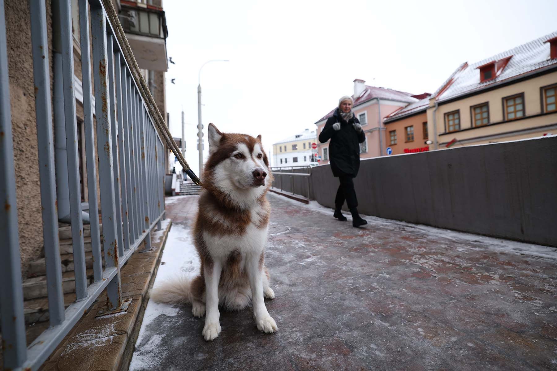 Собака на улице