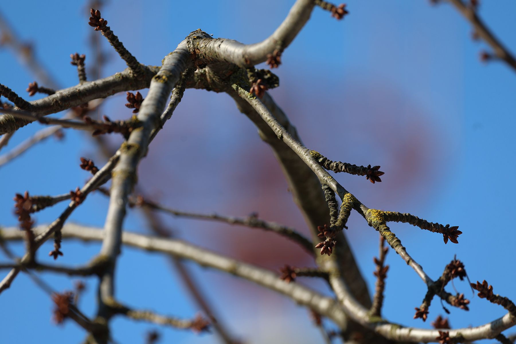 Ветка дерева на фоне голубого неба
