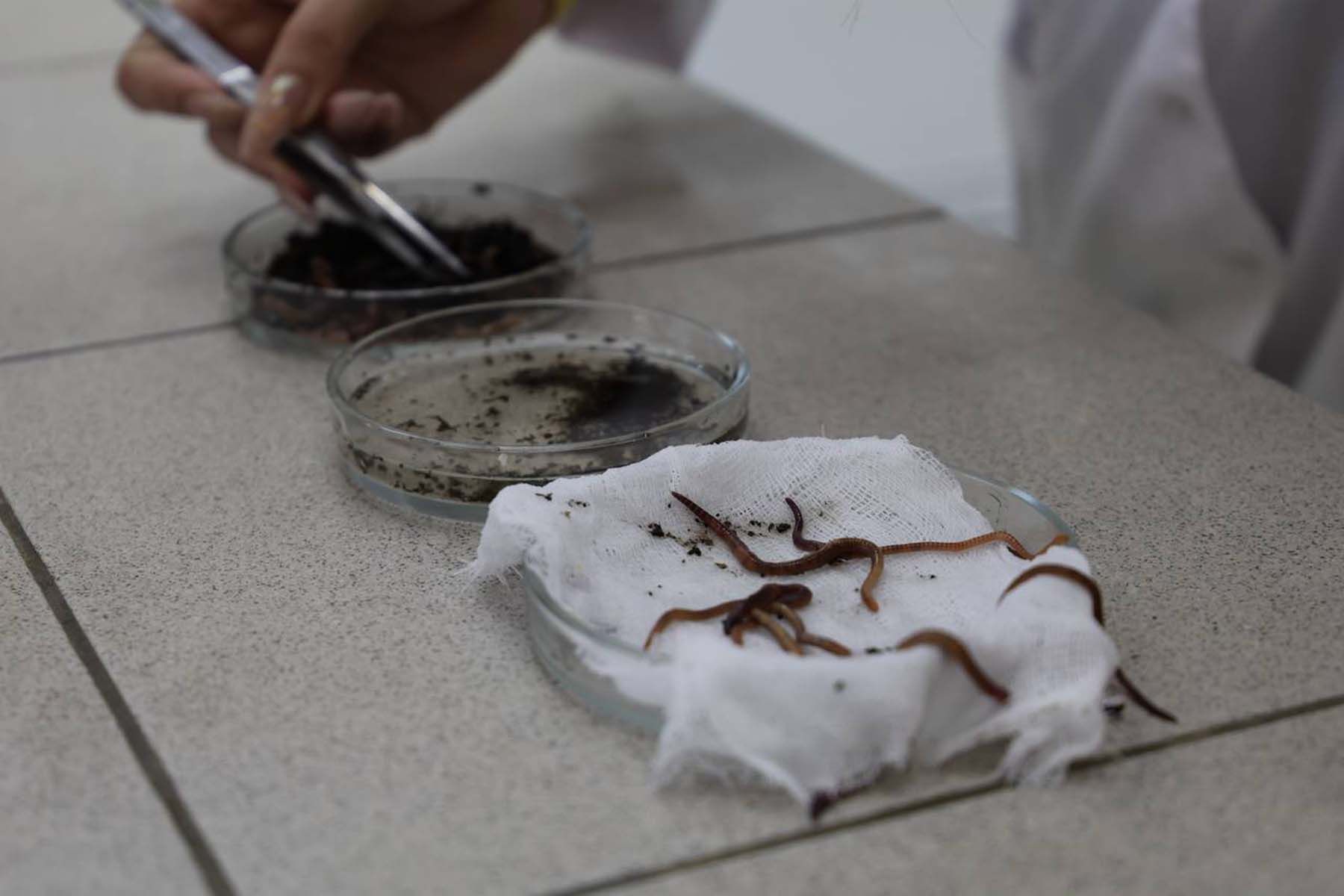 Дождевые черви стали основой для косметики. © ОмГТУ | Омский политех, Telegram