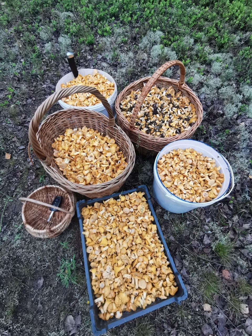 Фото: «Грибники Беларусь», Telegram