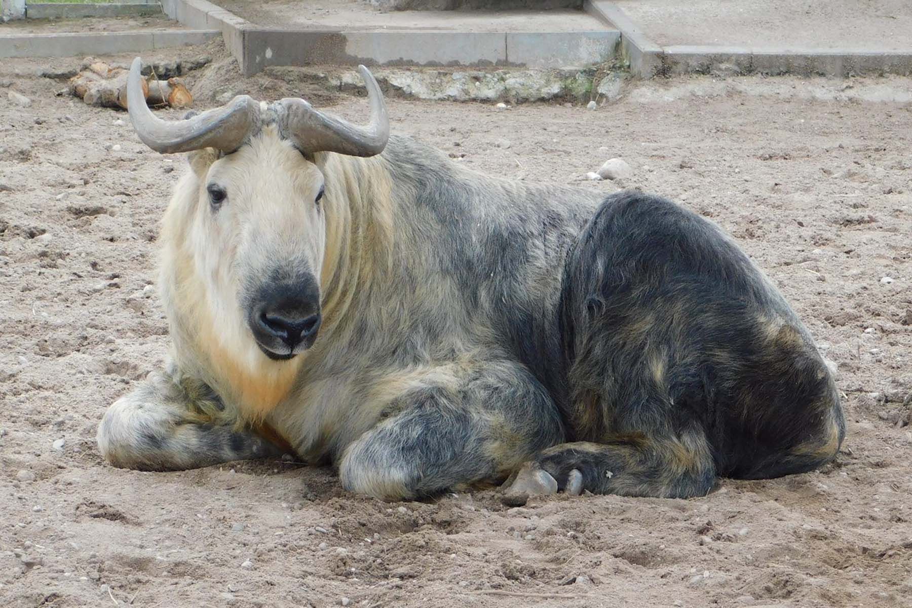 Сычуаньский такин. Фото: Гродненский зоопарк, Telegram