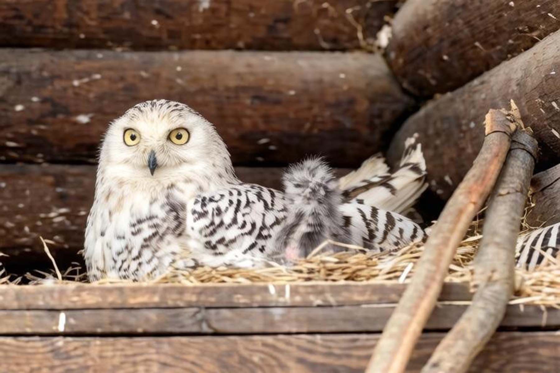 Фото: Гродненский зоопарк, Telegram
