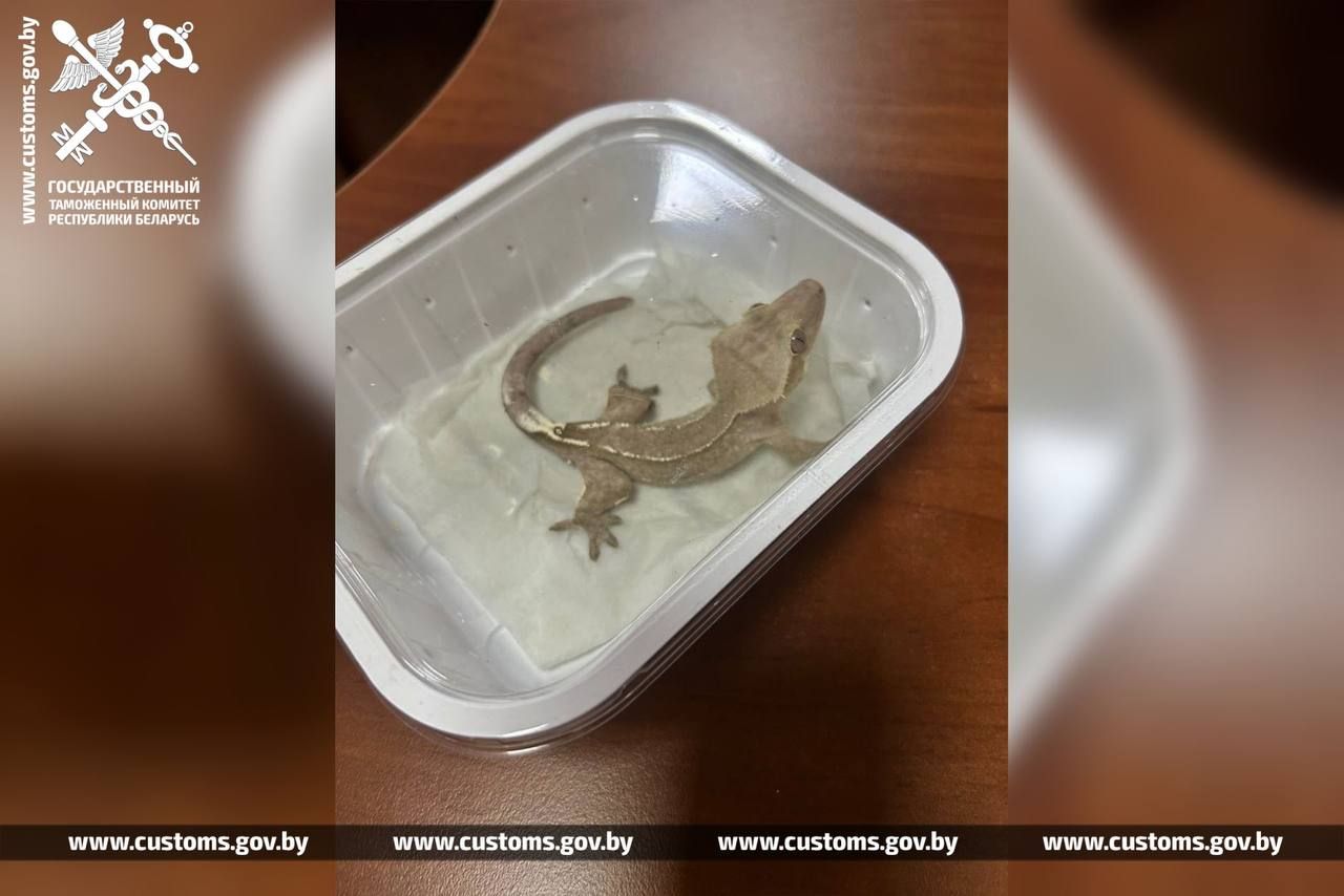 Фото: ГТК Беларуси
