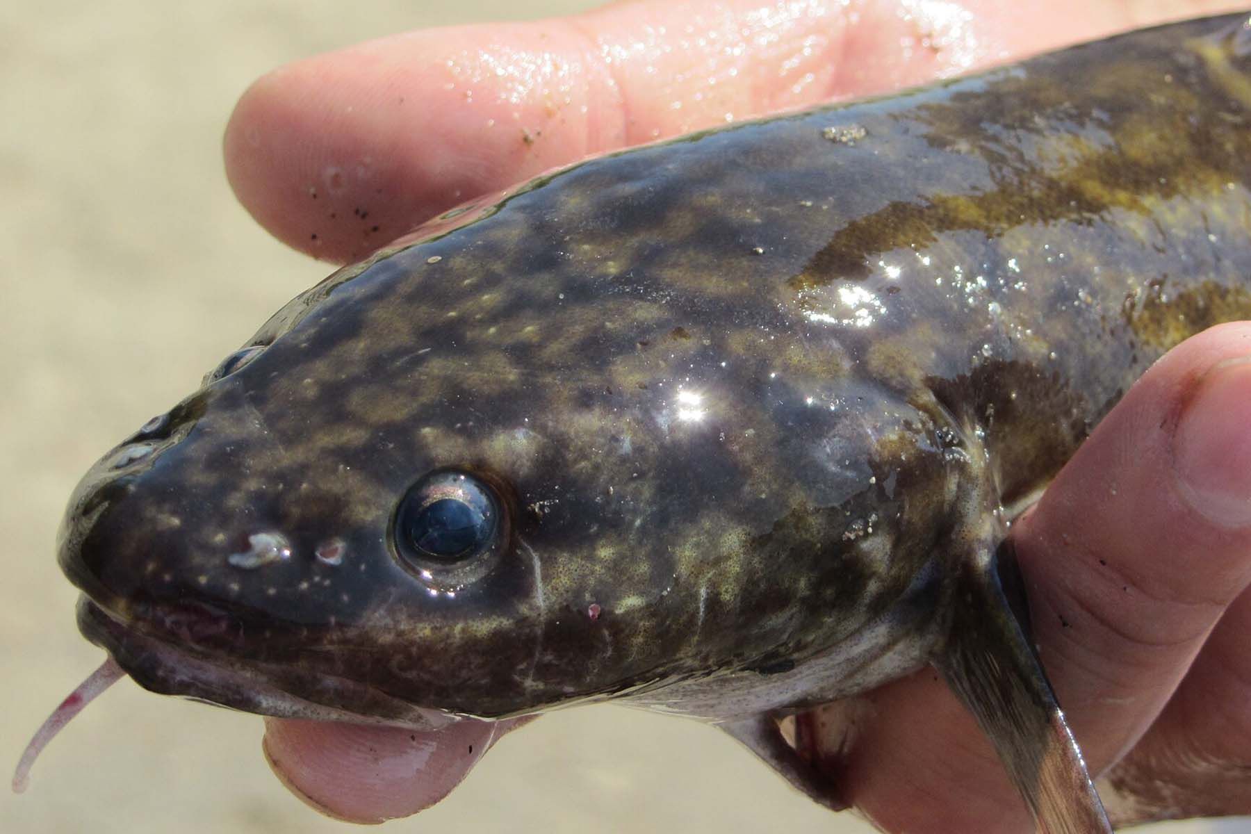 Фото: wikipedia.org