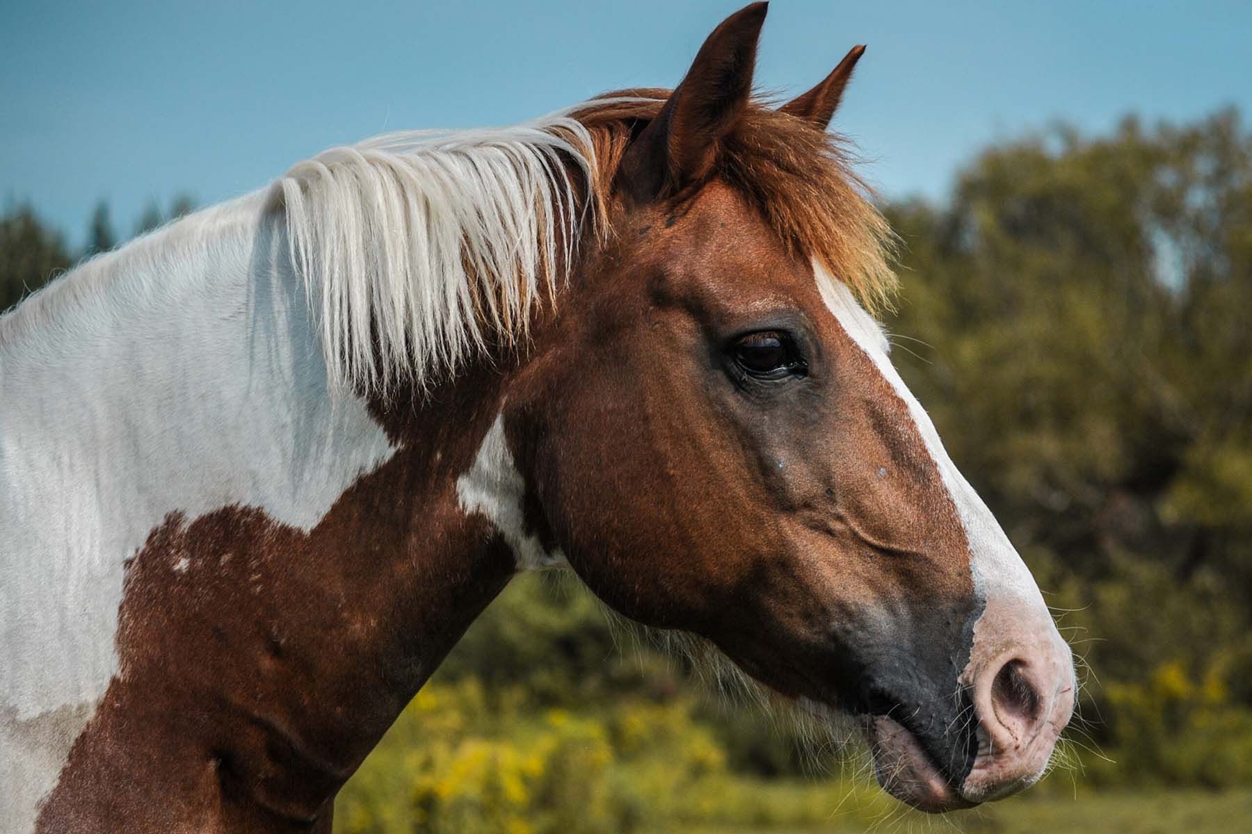 Мерин Пион. Фото: Минский зоопарк