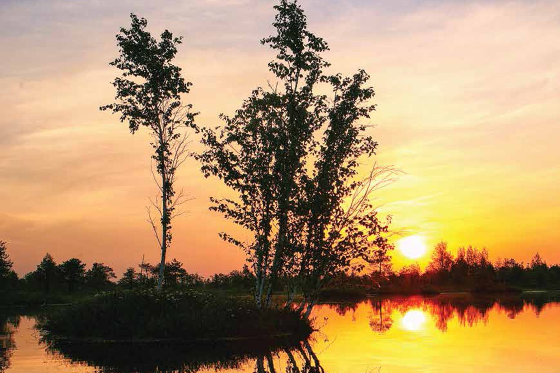 Республиканский ландшафтный заказник «Ельня». Фото: ecoportal.gov.by