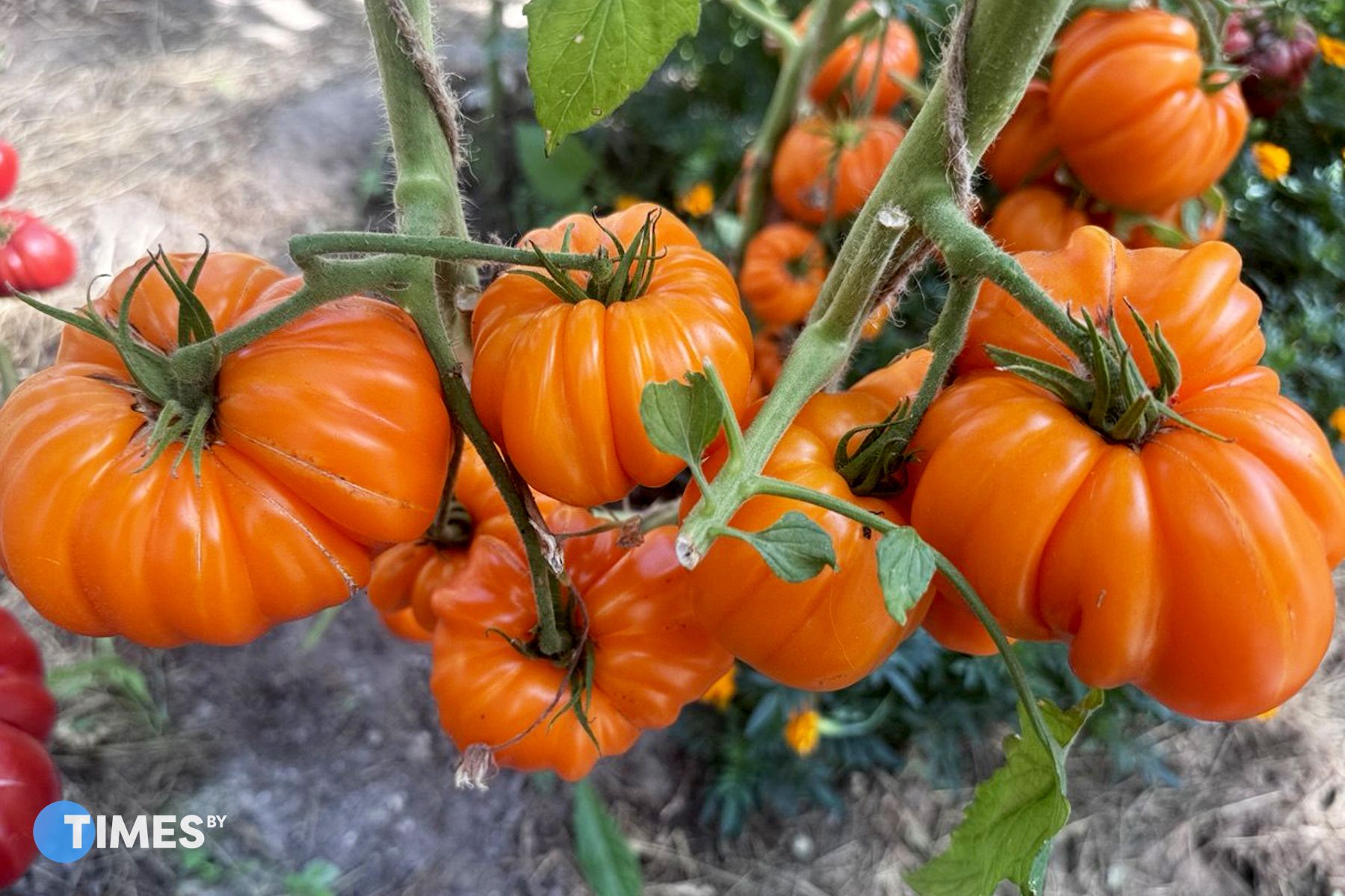 Лотарингская красавица