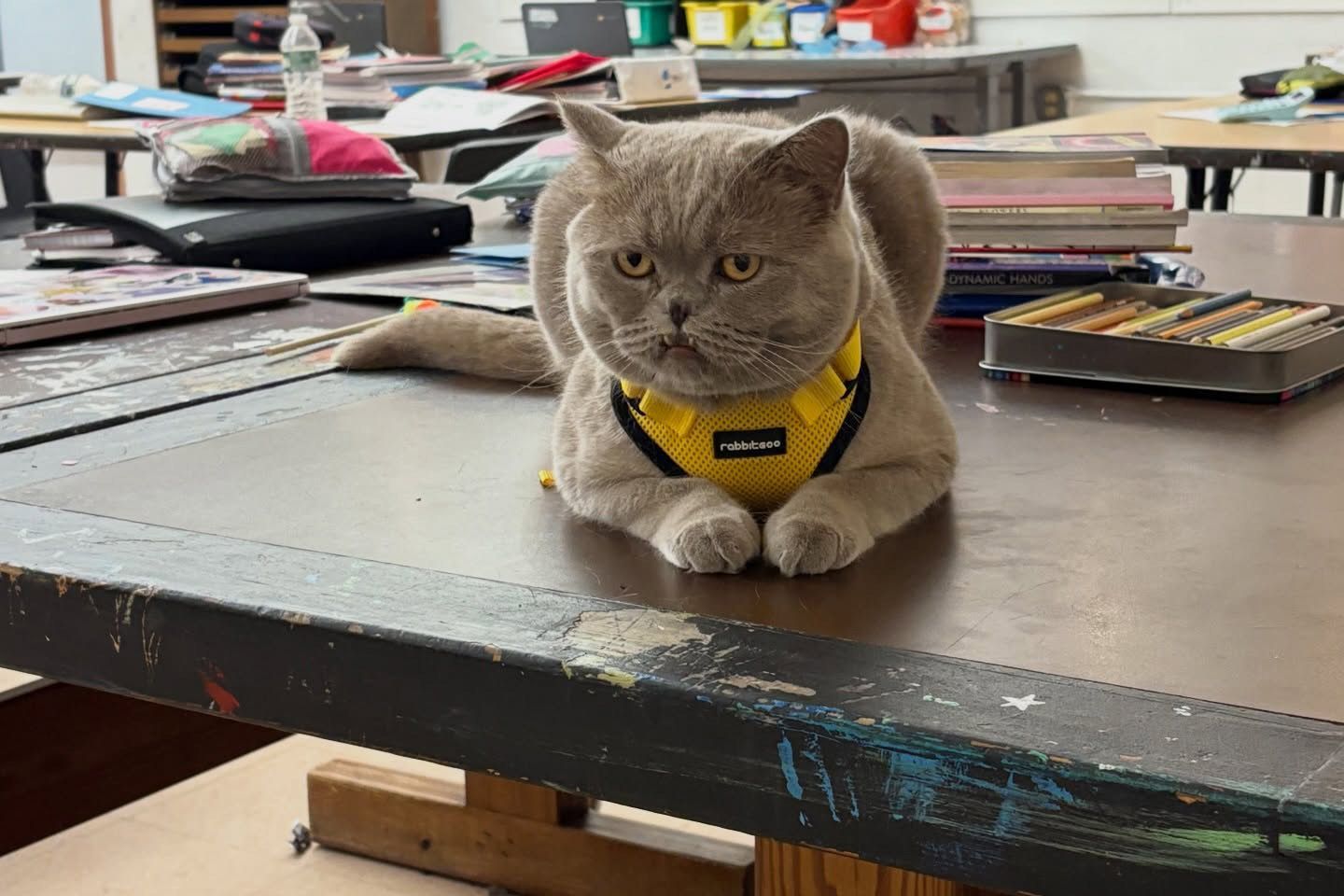 Фото: Pinecone the School Cat, Instagram