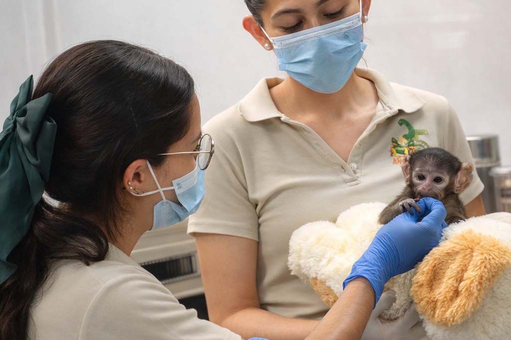 Обезьянка Юджи