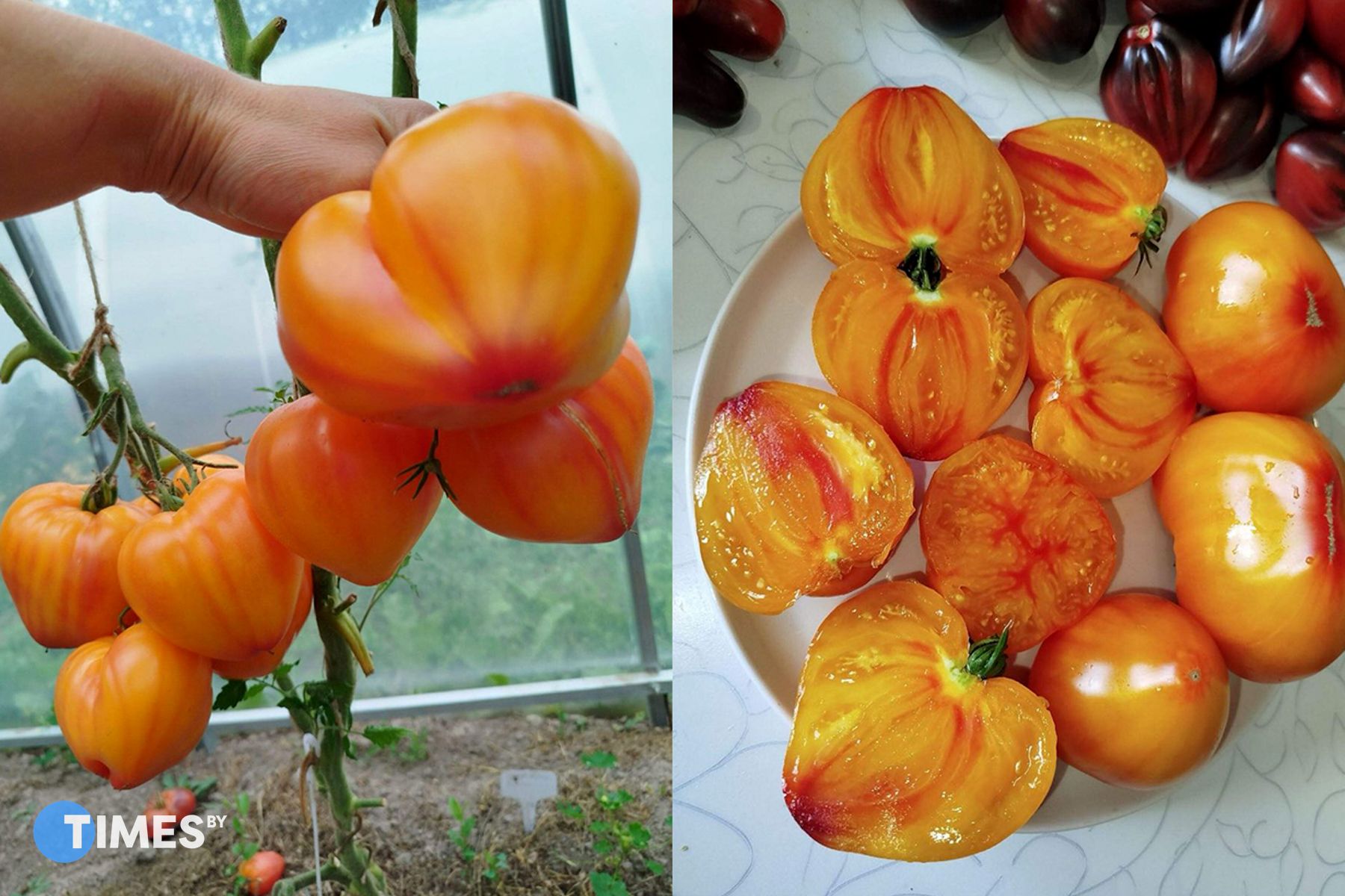 Сердце абрикосовой зебры