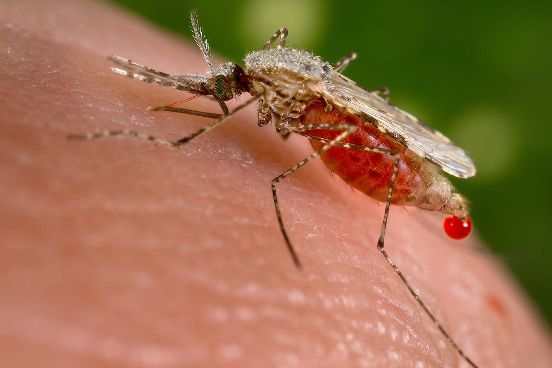 Малярийный комар Anopheles stephensi. Фото: Centers for Disease Control and Prevention