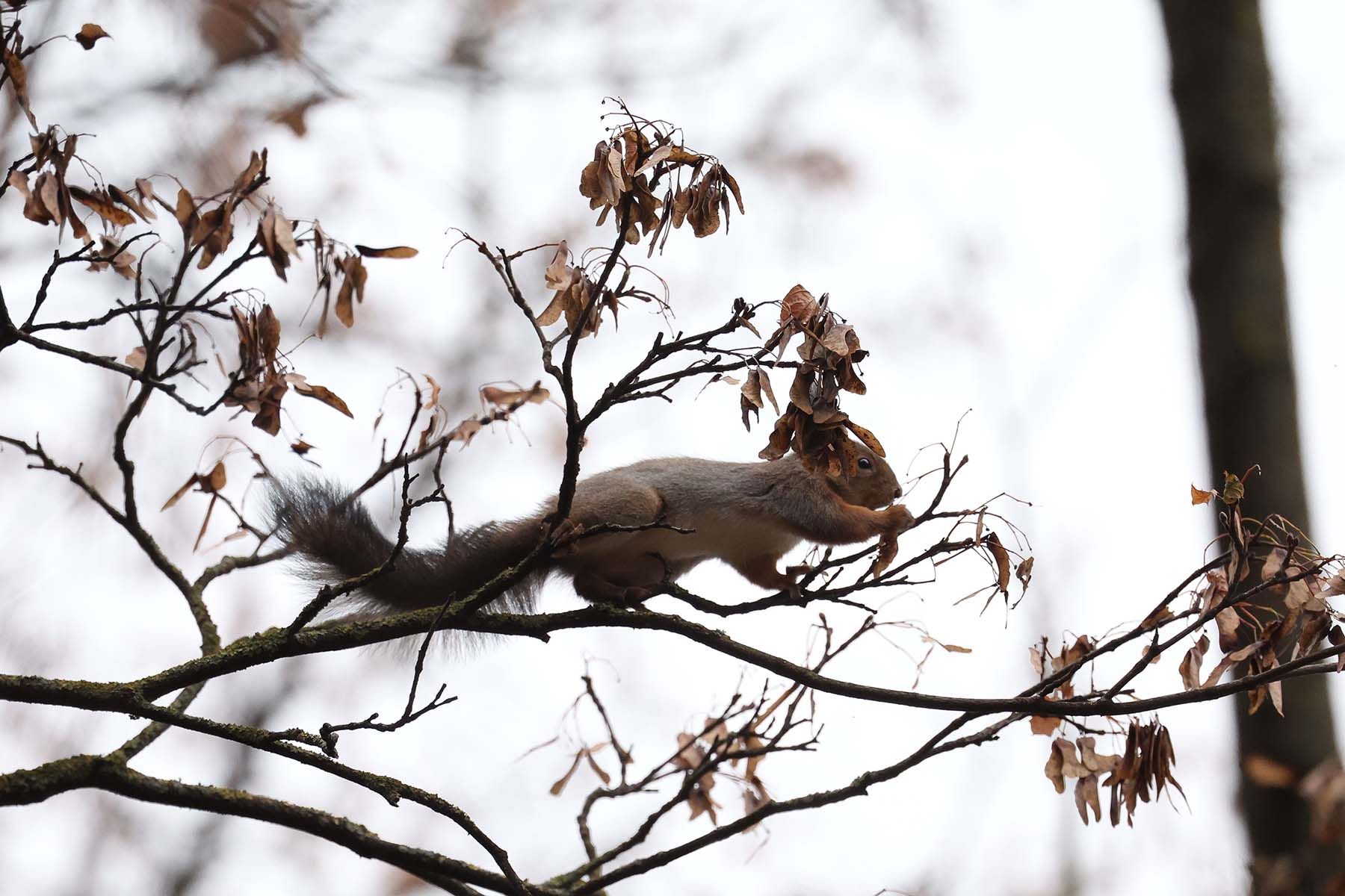 Белка на дереве в минском парке