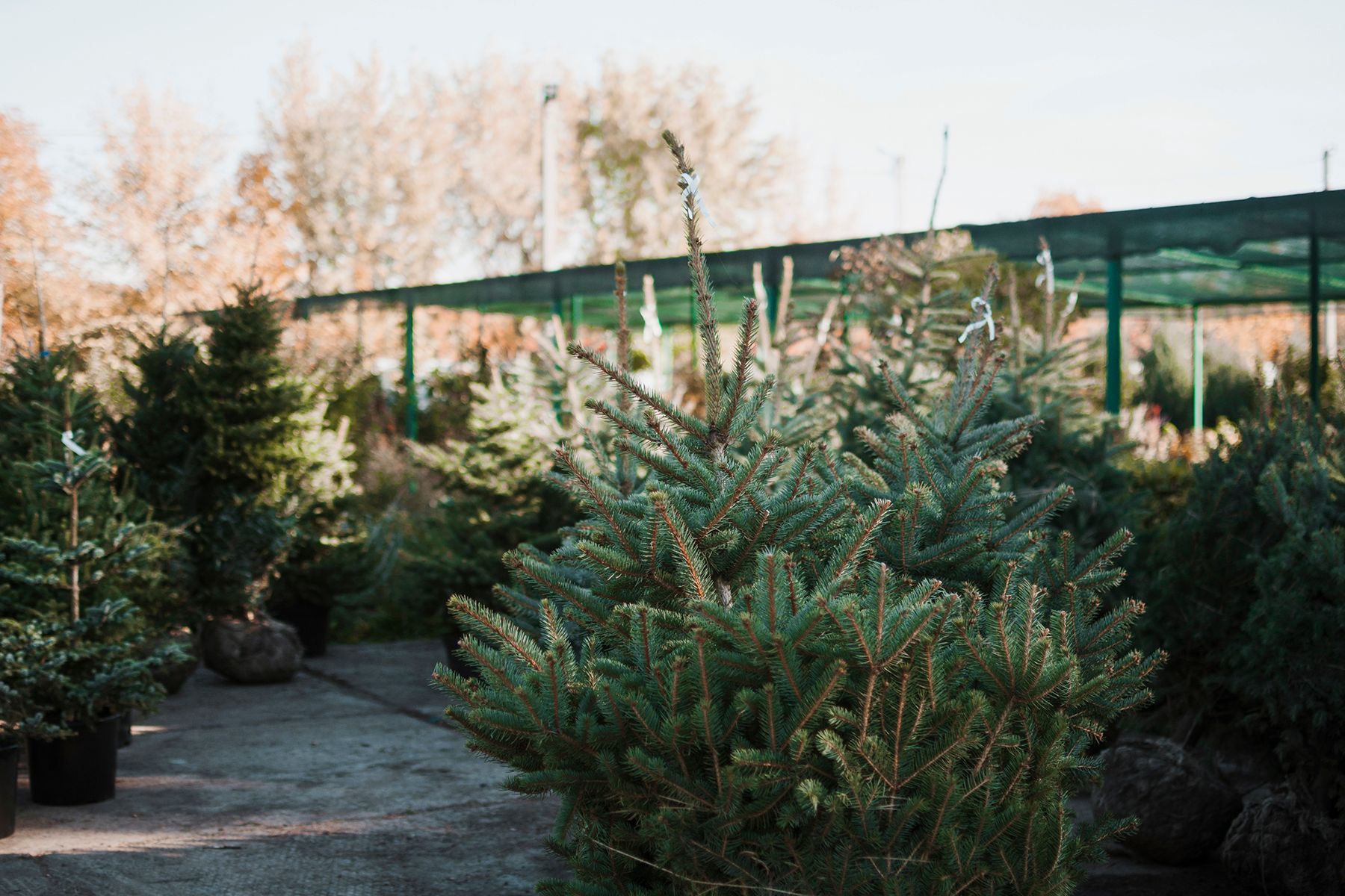 Елка в кадке 2.jpg