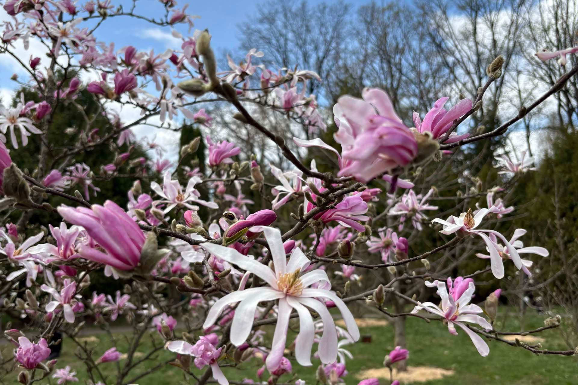 Магнолия в Ботаническом саду