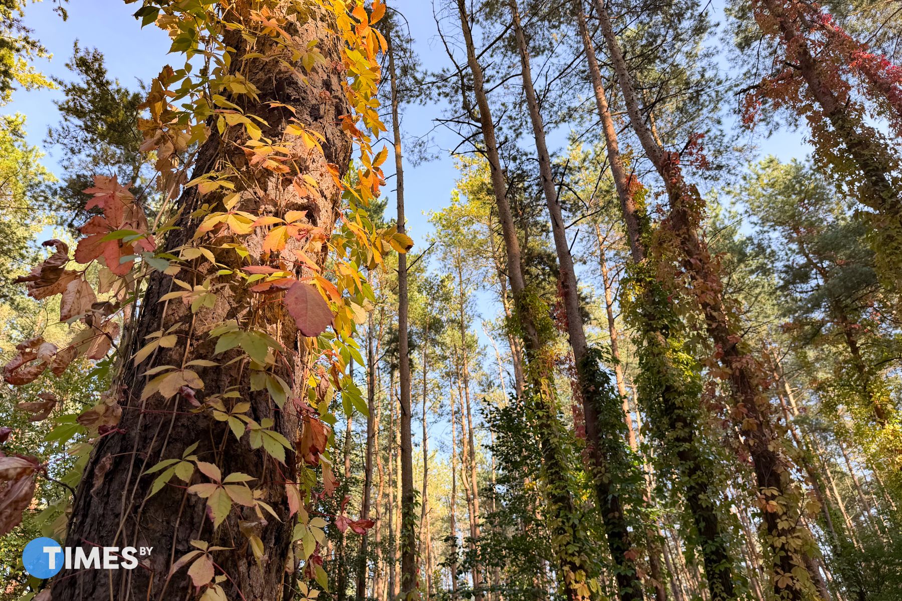 Томинский лес в Гродно