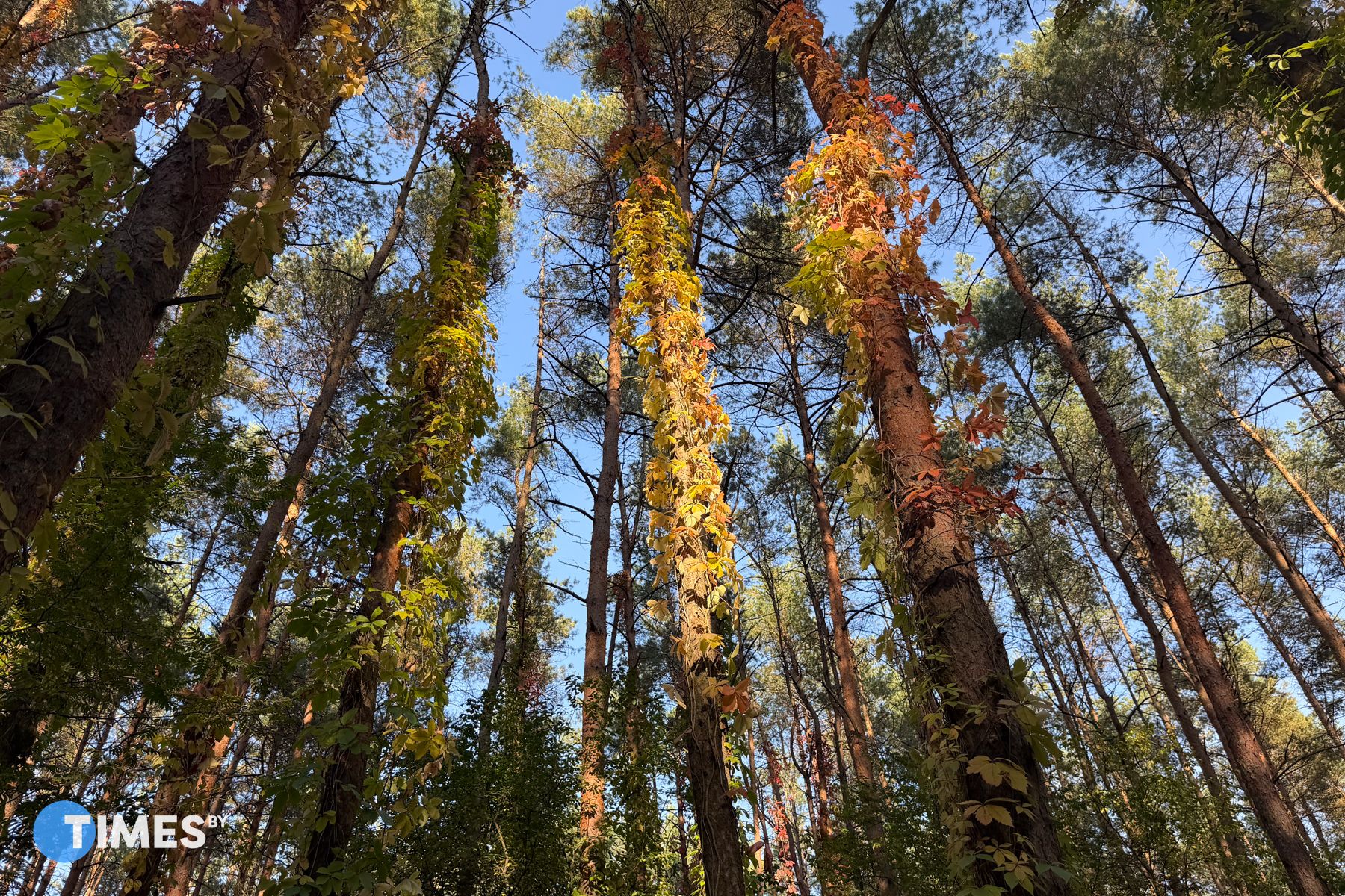 Томинский лес в Гродно