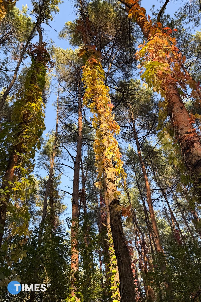 Томинский лес в Гродно