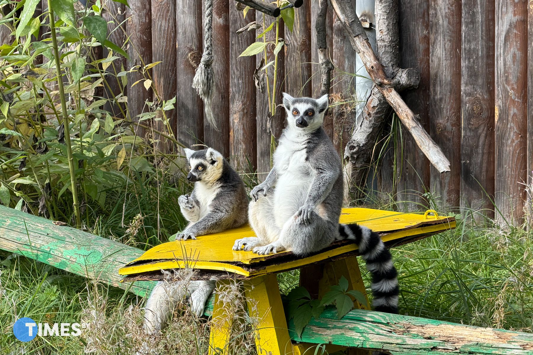 Кошачий лемур